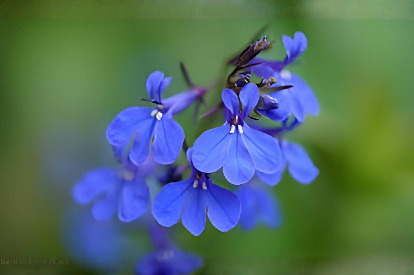 Blue Lobelia Seeds - Native Wildflower for Pollinator Gardens, Moist Soil, Lobelia siphilitica, 100 Seeds