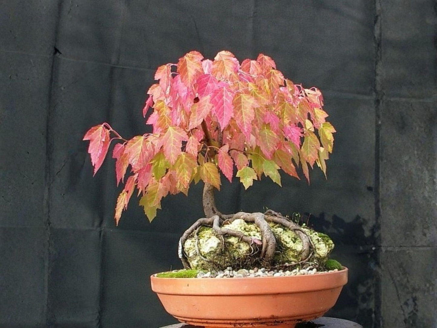Tatarian Maple Tree Seeds | Heirloom Non-GMO Acer tataricum Ornamental Landscape Planting