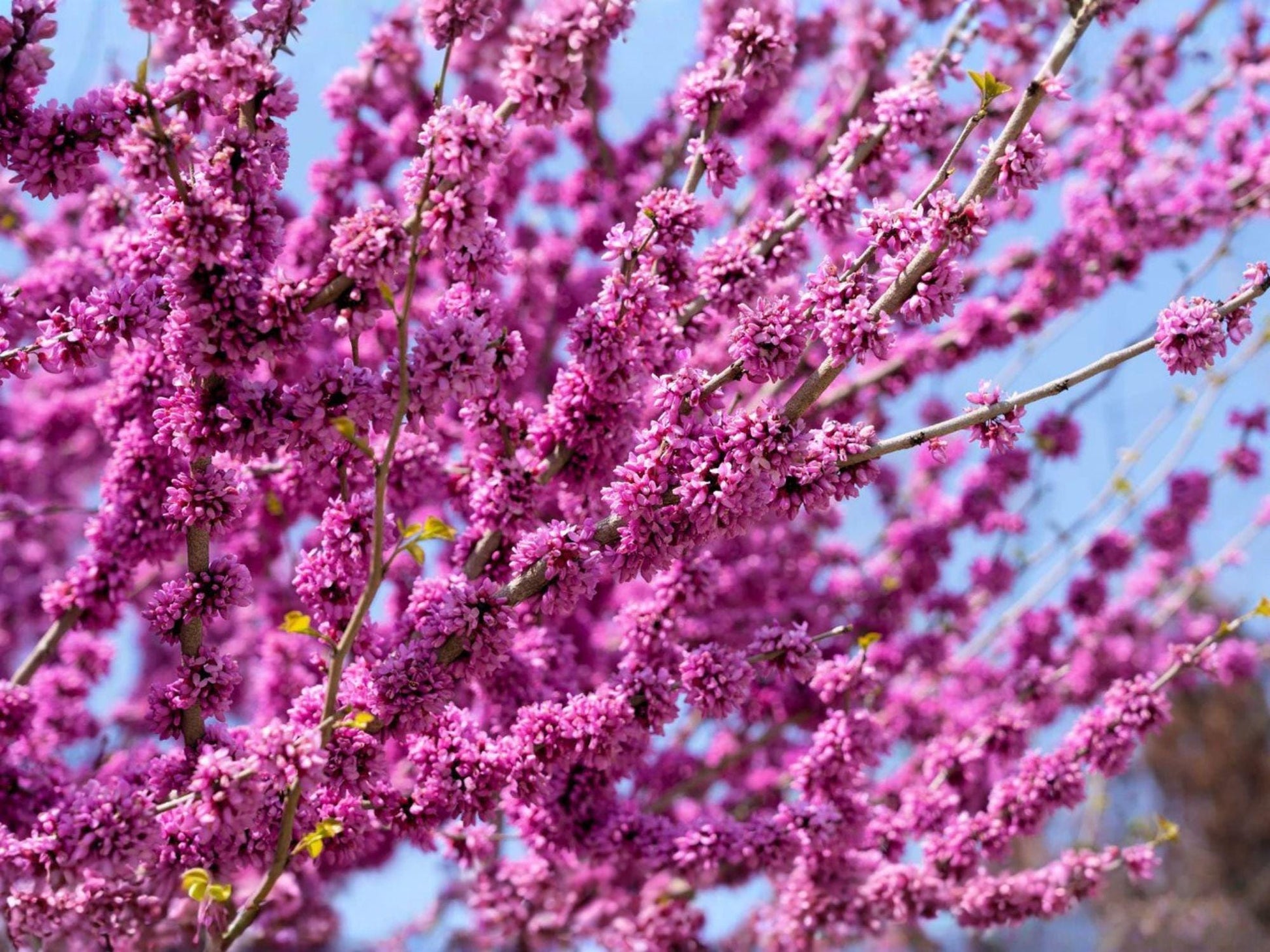 Giant Redbud Tree Seeds | Heirloom Non-GMO Cercis gigantea Ornamental Landscape Planting