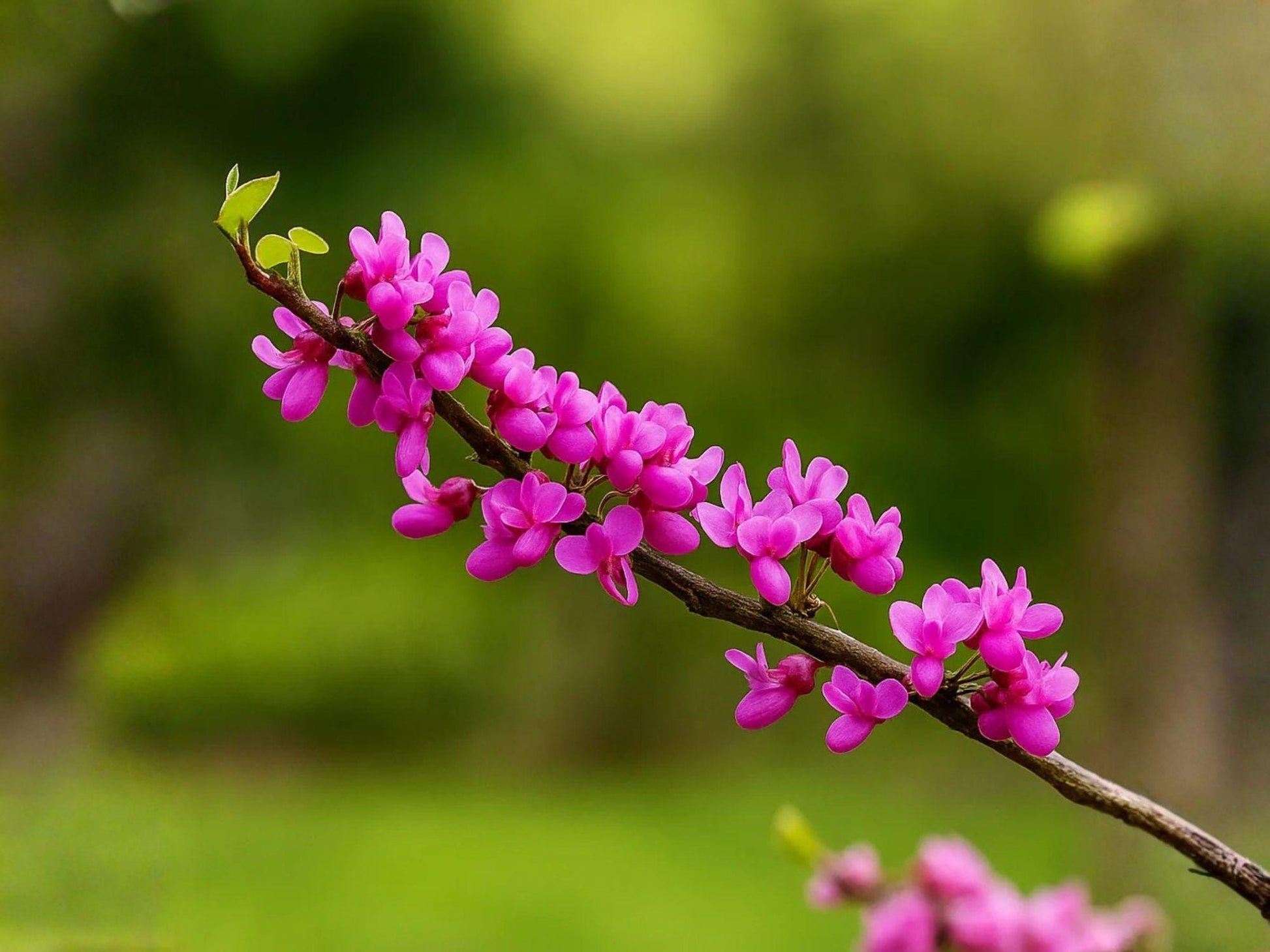 Chinese Redbud Tree Seeds | Heirloom Non-GMO Flowering Ornamental Garden Tree Cercis chinensis