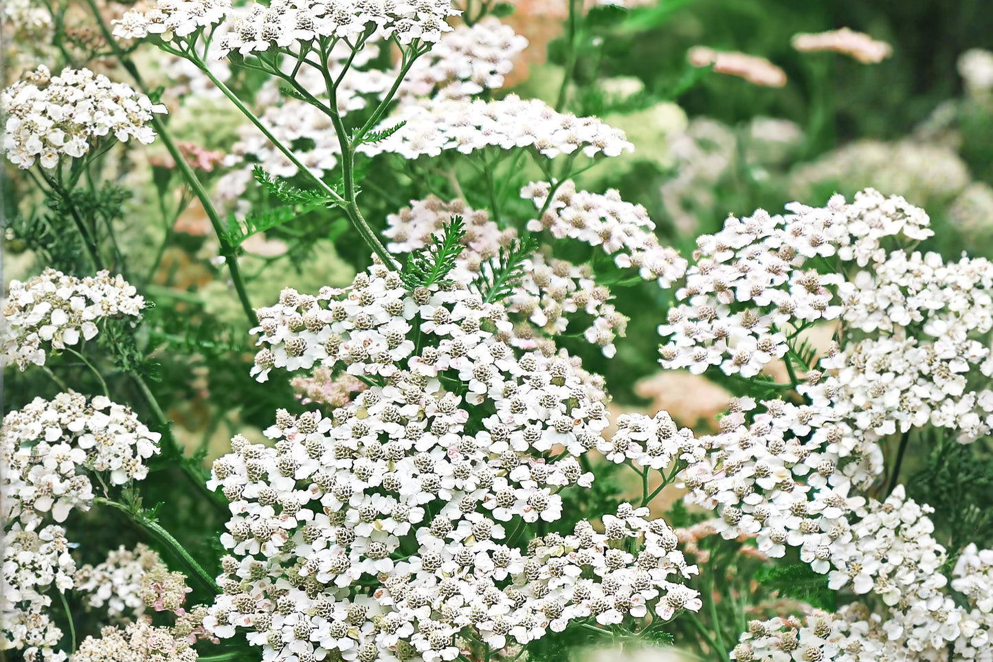 Western Yarrow Seeds 500 Achillea millefolium occidentalis Native Wildflower Drought Tolerant Pollinator Plant