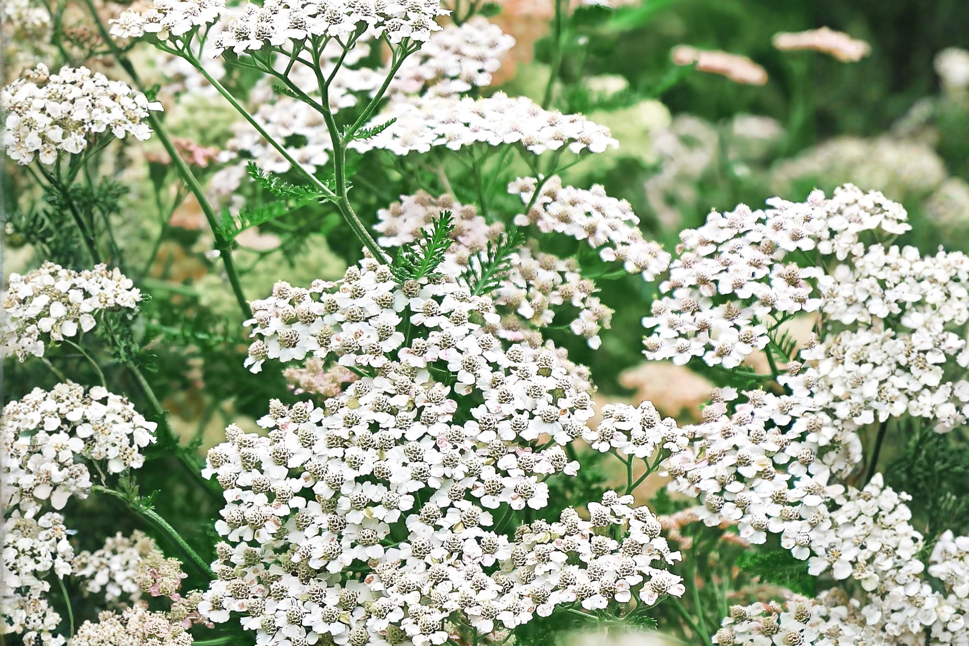 Western Yarrow Seeds 500 Achillea millefolium occidentalis Native Wildflower Drought Tolerant Pollinator Plant