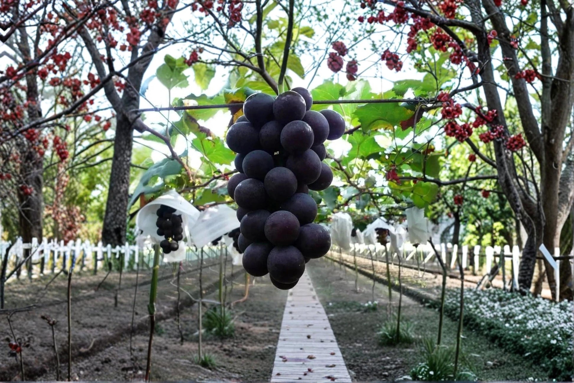 Kyoho Grape Live Plant 2-3 FT Vitis vinifera Japanese Table Grape Vine for Garden & Vineyard