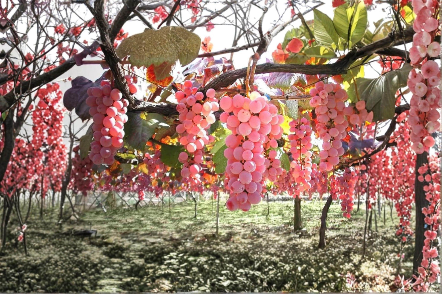Koshu Grape Vine Live Plant 2-3 FT Vitis vinifera Japanese Table Grape Climbing Vine