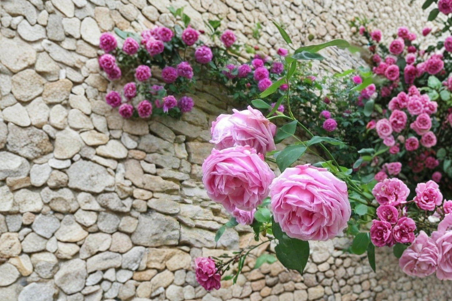 Madame Caroline Testout Rose Cuttings – 3 Unrooted Pink Hybrid Tea Rose Rosa ‘Madame Caroline Testout’