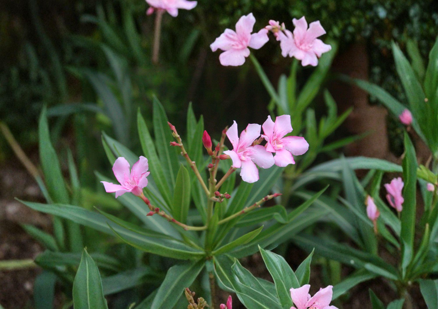 Oleander Seeds, 75 Non-GMO Heirloom, Evergreen Shrub, Drought Tolerant, Ornamental Garden Planting, Nerium oleander