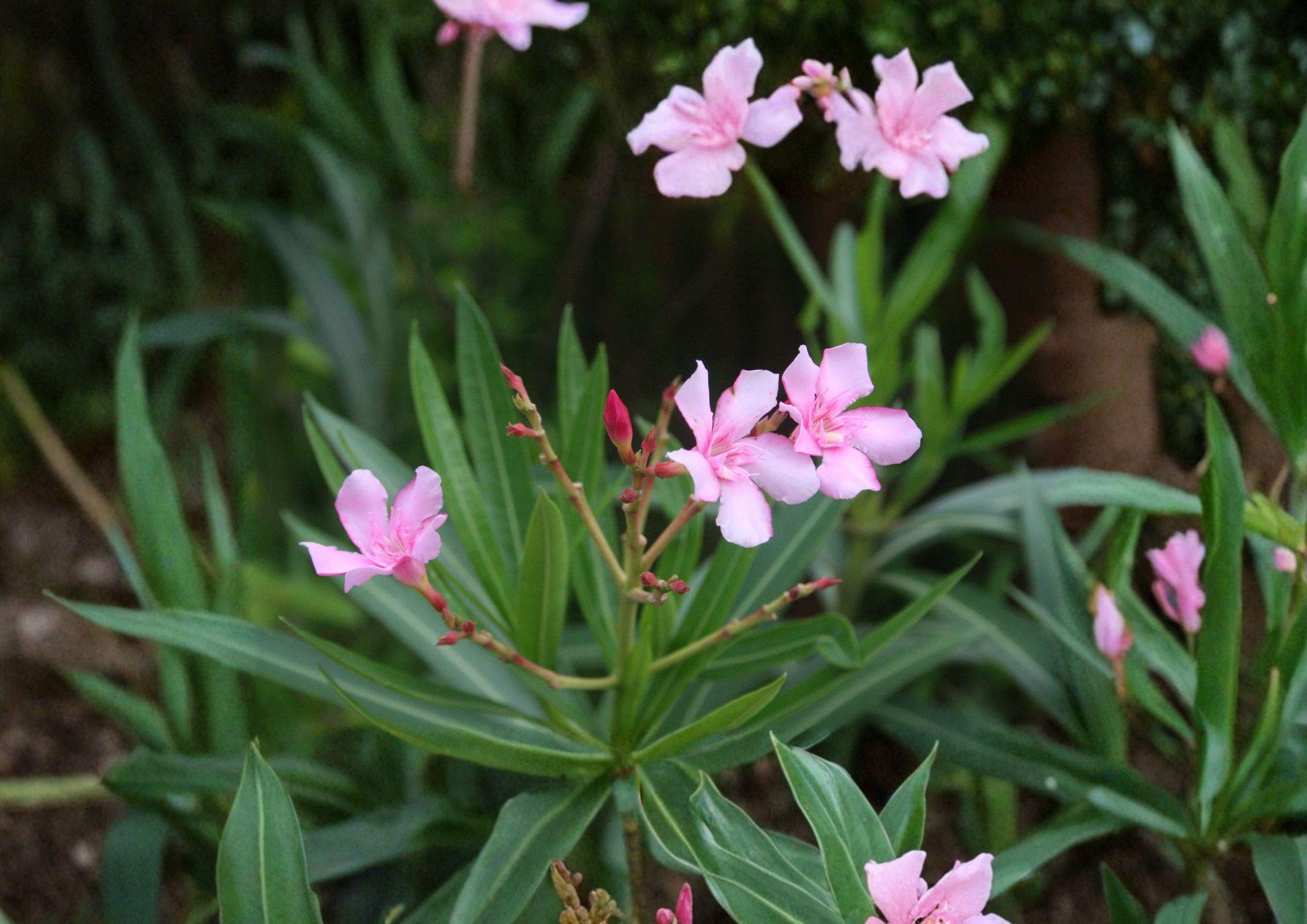 Oleander Seeds, 75 Non-GMO Heirloom, Evergreen Shrub, Drought Tolerant, Ornamental Garden Planting, Nerium oleander