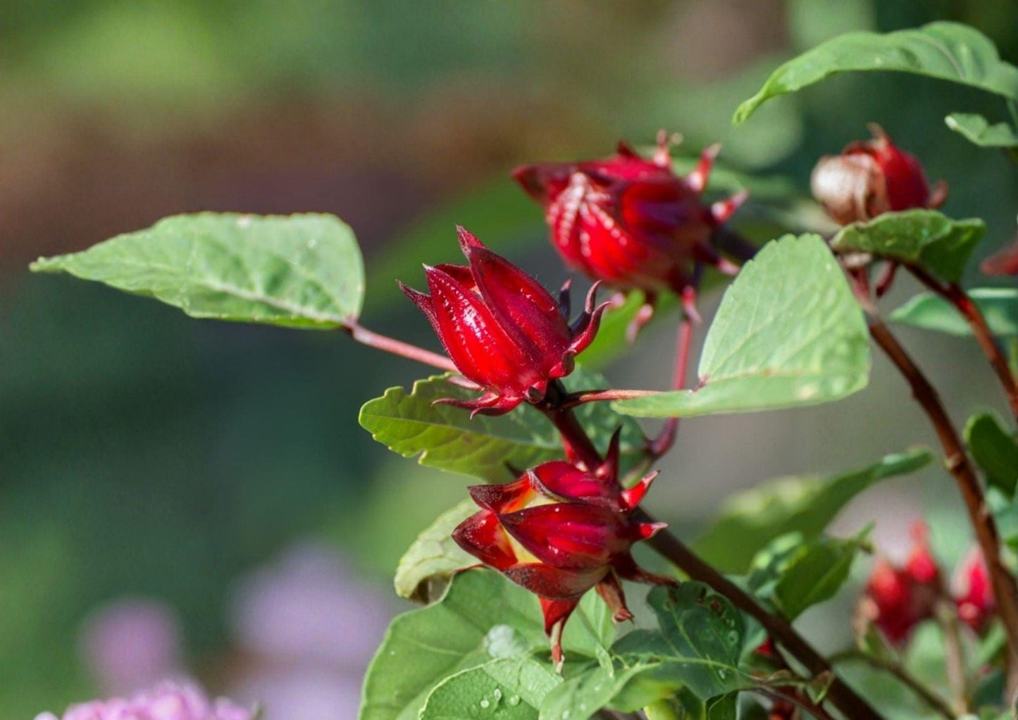 Roselle Seeds Hibiscus Sabdariffa Heirloom Non-GMO Tropical Edible Plant for Herbal Tea and Culinary Use