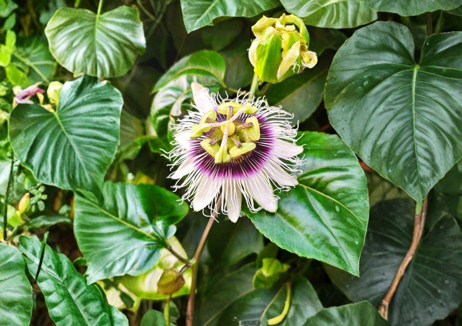 Passion Fruit Seeds, Passiflora edulis, Purple Granadilla, Tropical Climbing Vine, Heirloom Non-GMO, Exotic Fruit & Flower Seeds