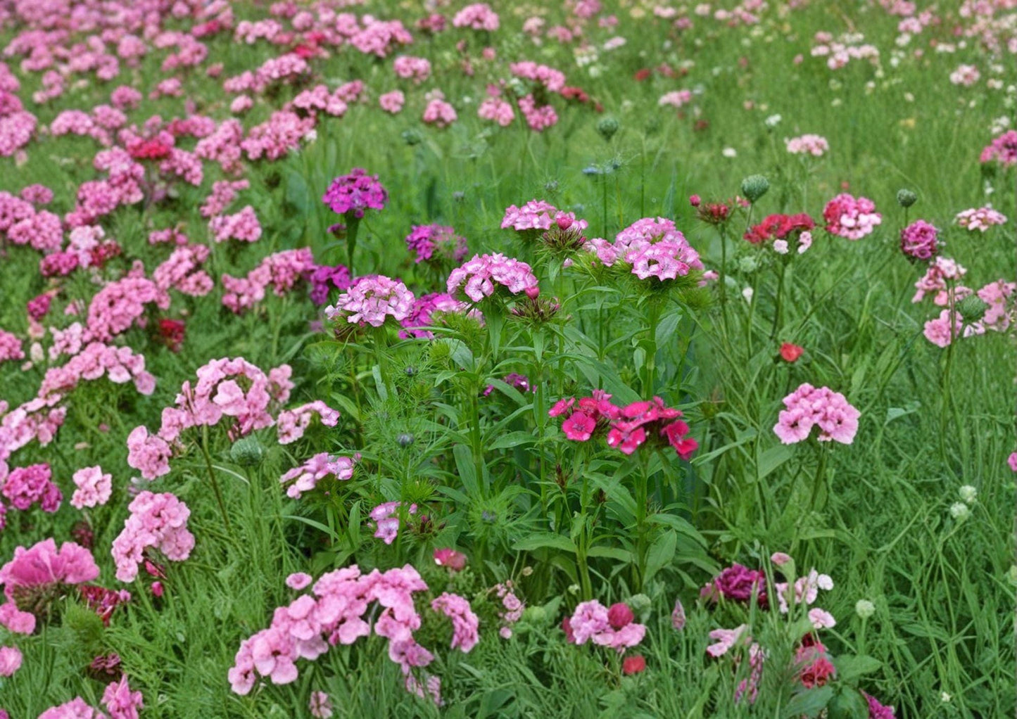 200+ Sweet William Seeds, Dianthus barbatus, Heirloom Non-GMO Perennial, Fragrant Mixed Color Flower Seeds for Garden Beds