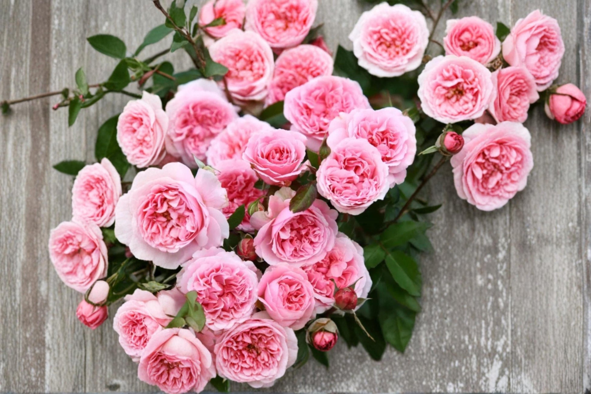 Miranda Rose Seeds – Flowering Ornamental Rose Plant – Rosa spp. Garden Shrubs for Borders & Landscape