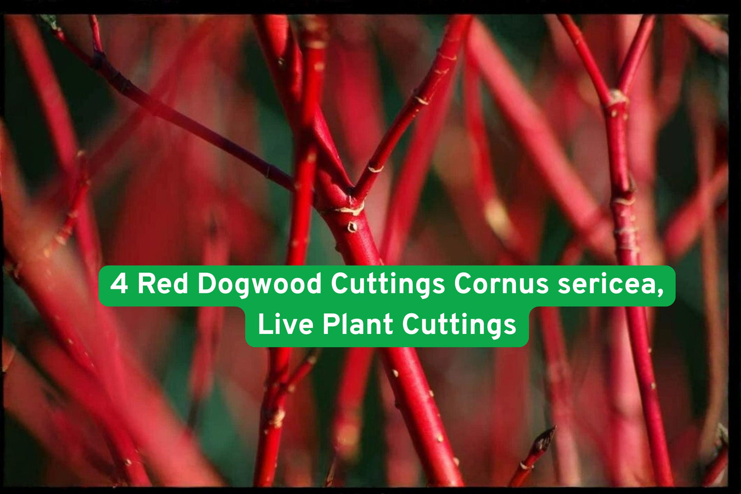 Red Dogwood Cuttings, Cornus sericea, Unrooted Shrubs, Winter Red Stems, Ornamental Shrubs, Garden Hedging, Landscape Plants, Deciduous Bushes, Colorful Garden Accent, Native Plant Propagation, Seasonal Interest Plant, Moist Soil Shrubs, Easy Garden Propagation