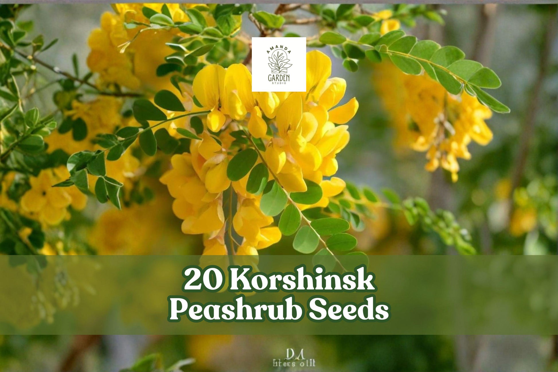 20 Korshinsk Peashrub Seeds – Hardy Shrub for Landscaping, Windbreaks, Hedges, Caragana korshinskii
