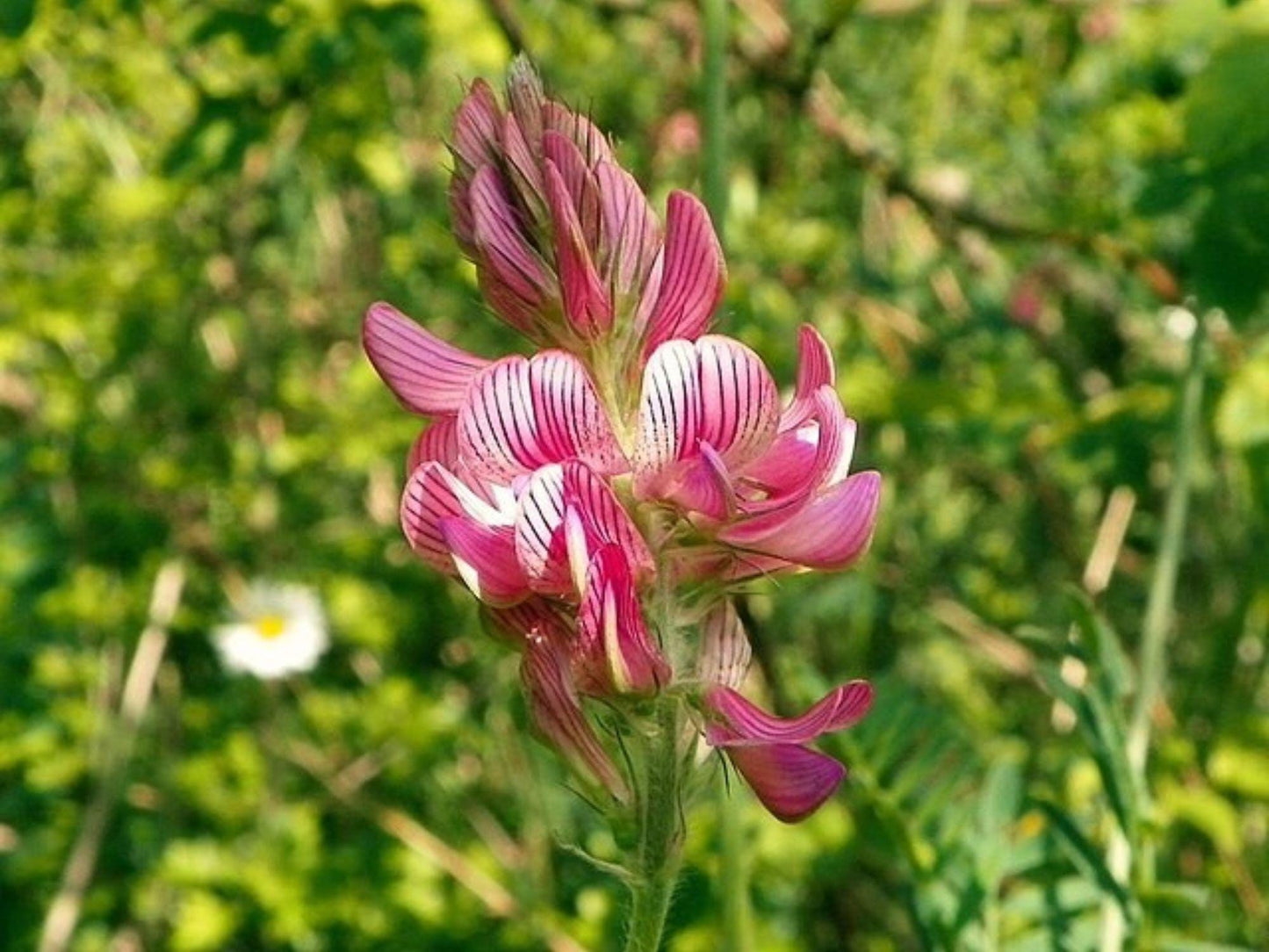 Sainfoin Shoshone Seeds - Heirloom, Non-GMO Pollinator Flower Seeds (Onobrychis viciifolia)