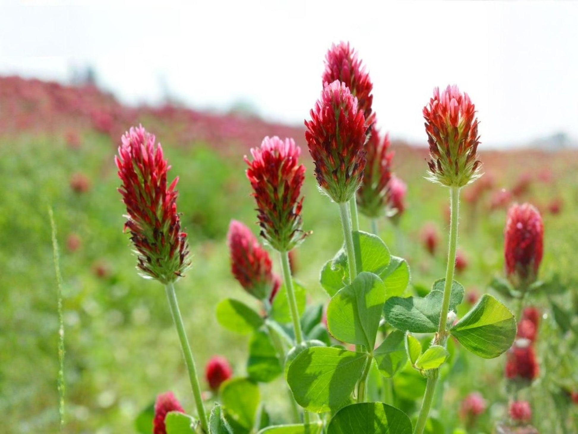 Crimson Clover Seeds - Heirloom Red Flower, Pollinator Garden, Non-GMO Trifolium incarnatum