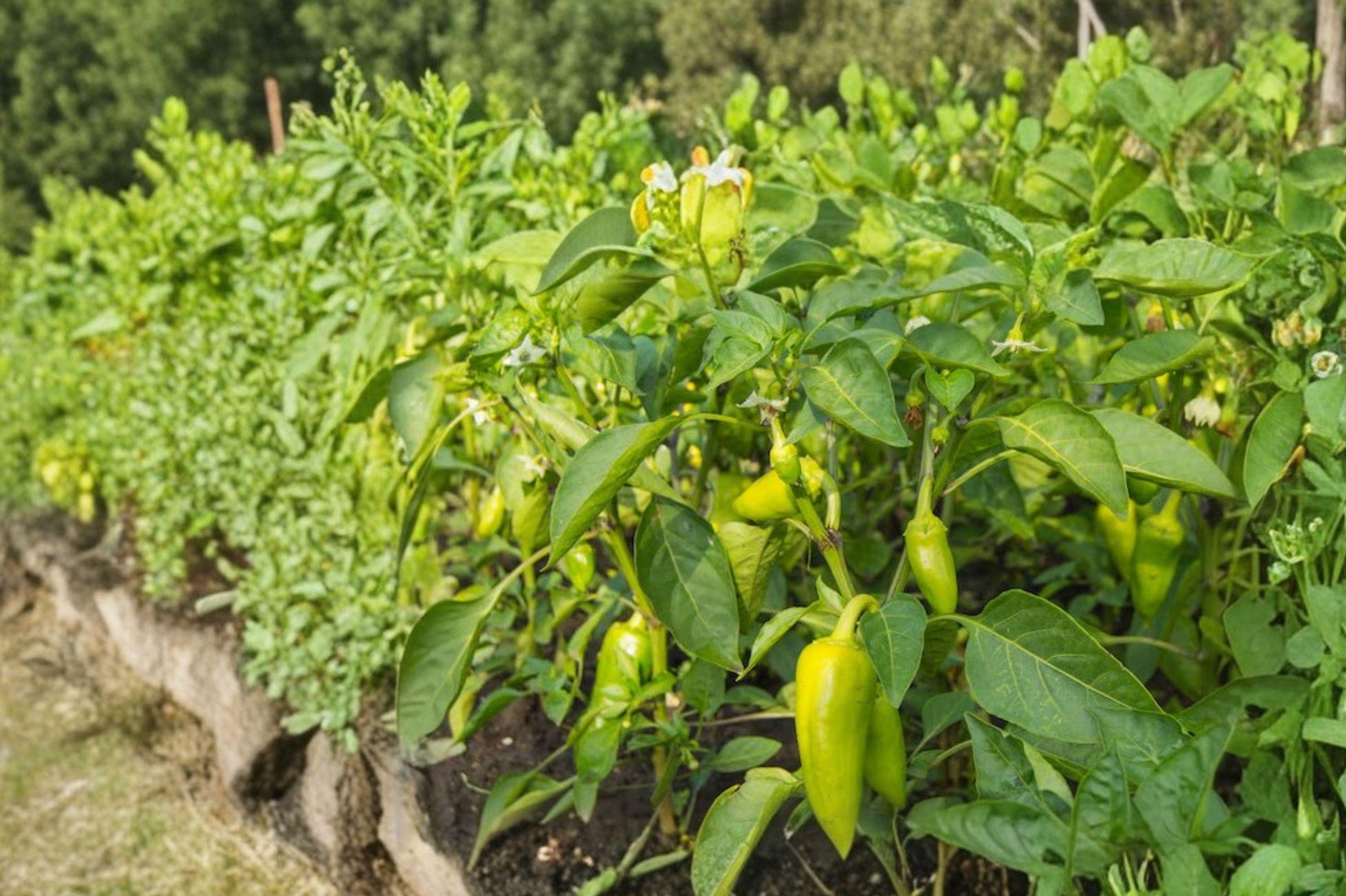 Heirloom Sweet Spicy Pepper Seeds Mix Non-GMO Vegetable Garden Plants, 50+ Varieties for Container & Raised Bed Gardening