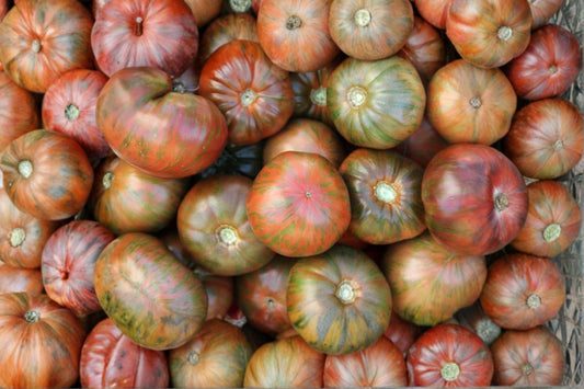 Chocolate Stripe Heirloom Tomato Seeds – Non-GMO Beefsteak Vegetable Garden Plant for Fresh Slicing and Gourmet Dishes