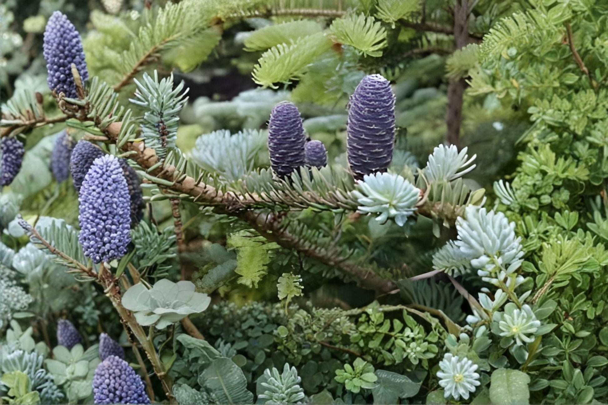 European Silver Fir Seeds – Abies alba Evergreen Conifer Tree – 10 Seeds for Landscaping & Windbreaks