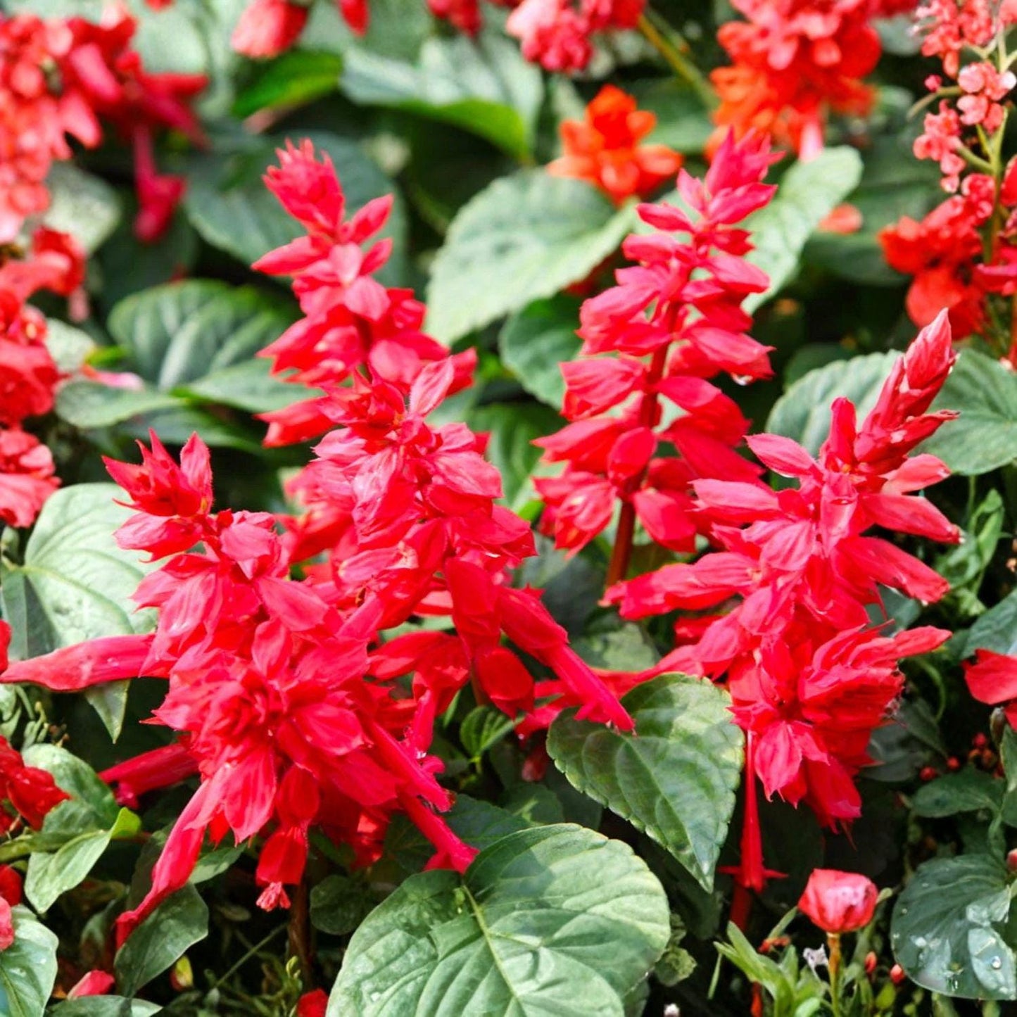 Scarlet Sage Seeds 50 Salvia coccinea Bright Red Flowers Pollinator Plant for Hummingbird Gardens