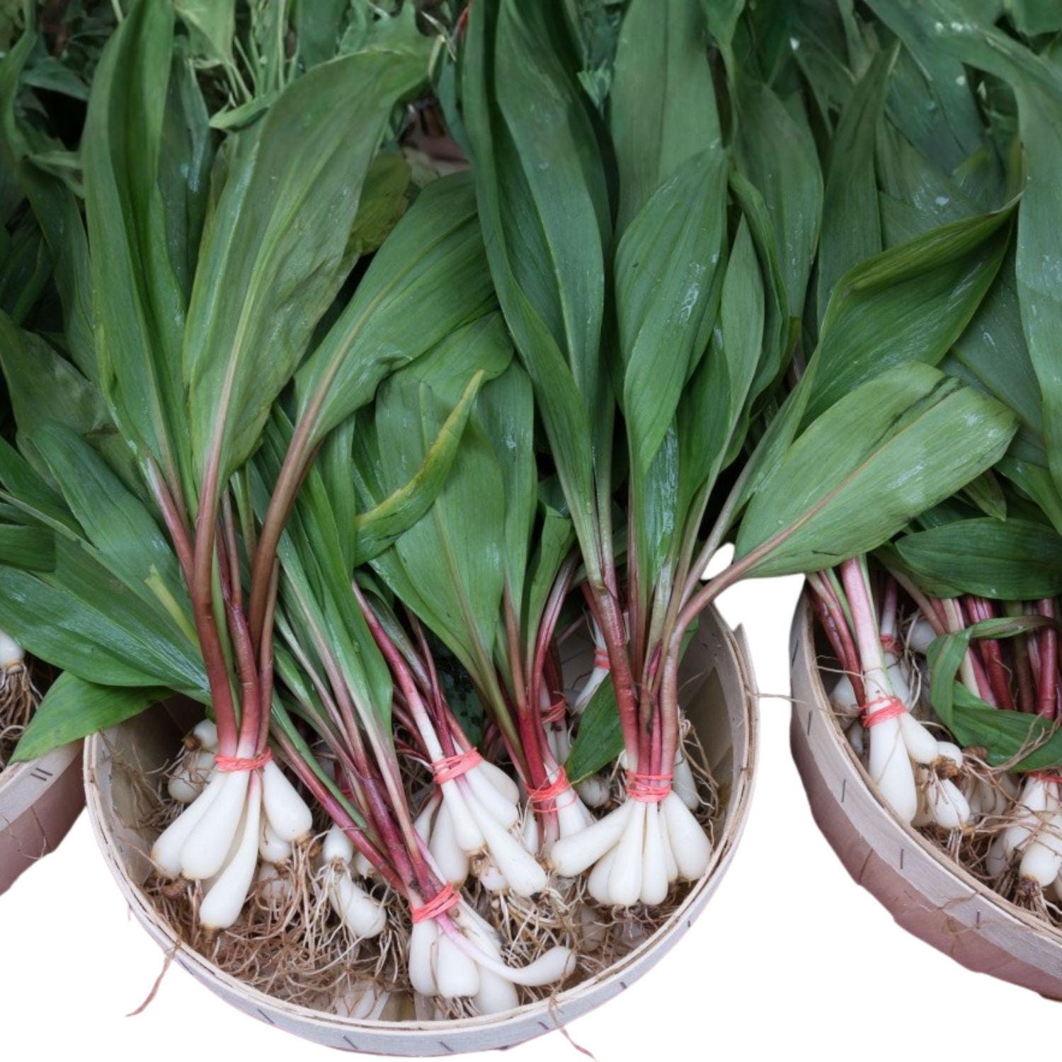 Wild Leek Seeds 10 Allium tricoccum Ramps Native Woodland Edible Perennial Shade Garden