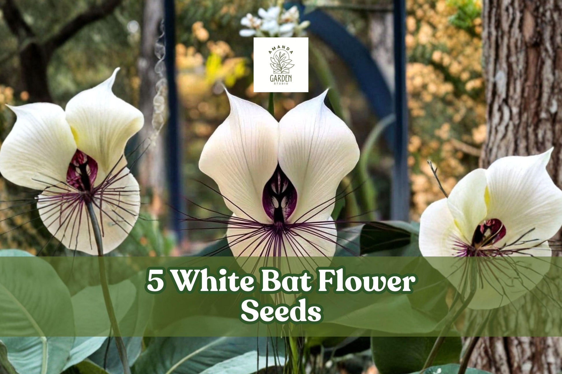 White Bat Flower Seeds – Tacca integrifolia, Rare Tropical Plant, Exotic White Bat-Shaped Blooms, Indoor & Shaded Garden, 5 Seeds