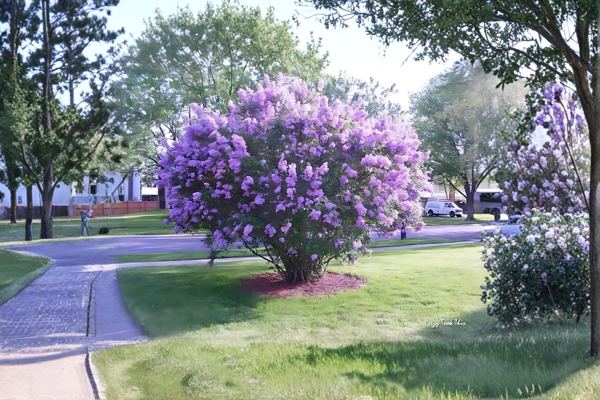 Lilac Live Plants - 2 Pack, Syringa vulgaris, Fragrant Purple Flowering Shrubs, Full Sun, Garden Border or Hedge Plants