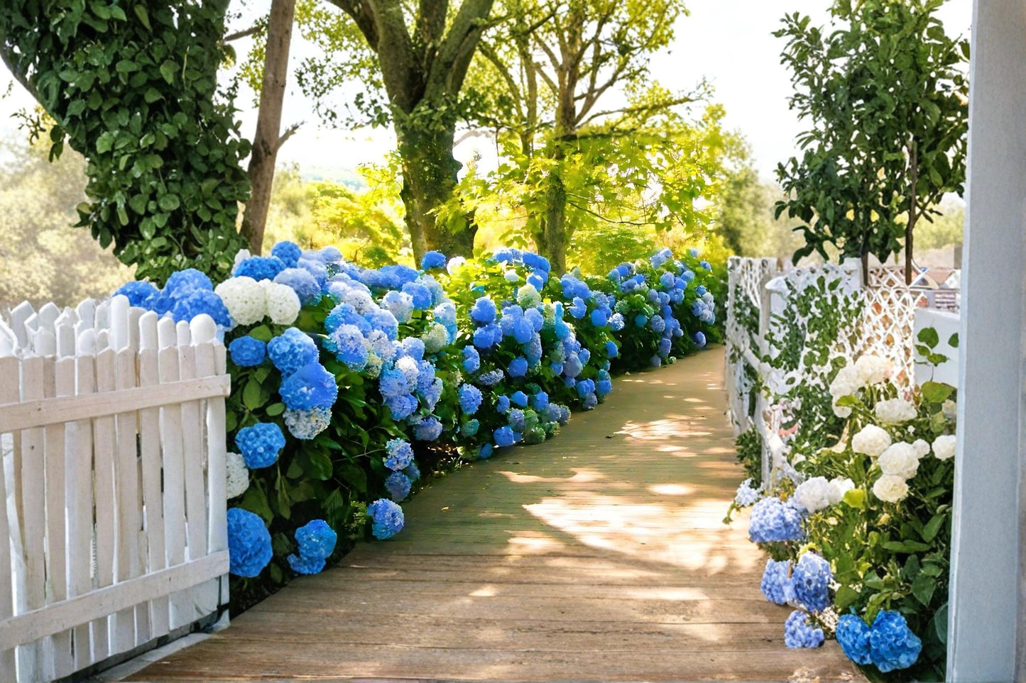 Blue Hydrangea Plants – 2 Live Hydrangea macrophylla Shrubs with Large Blue Flowers, 18 Inches Tall, Deciduous Flowering Garden Plants