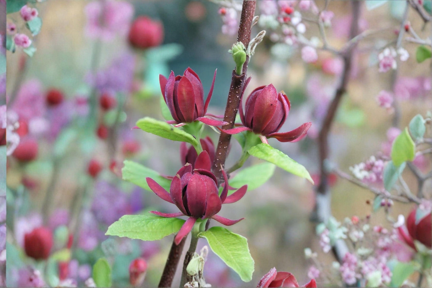 Sweetshrub Live Plants 1-2 ft Calycanthus floridus Fragrant Flowering Shrub for Garden Borders and Landscaping