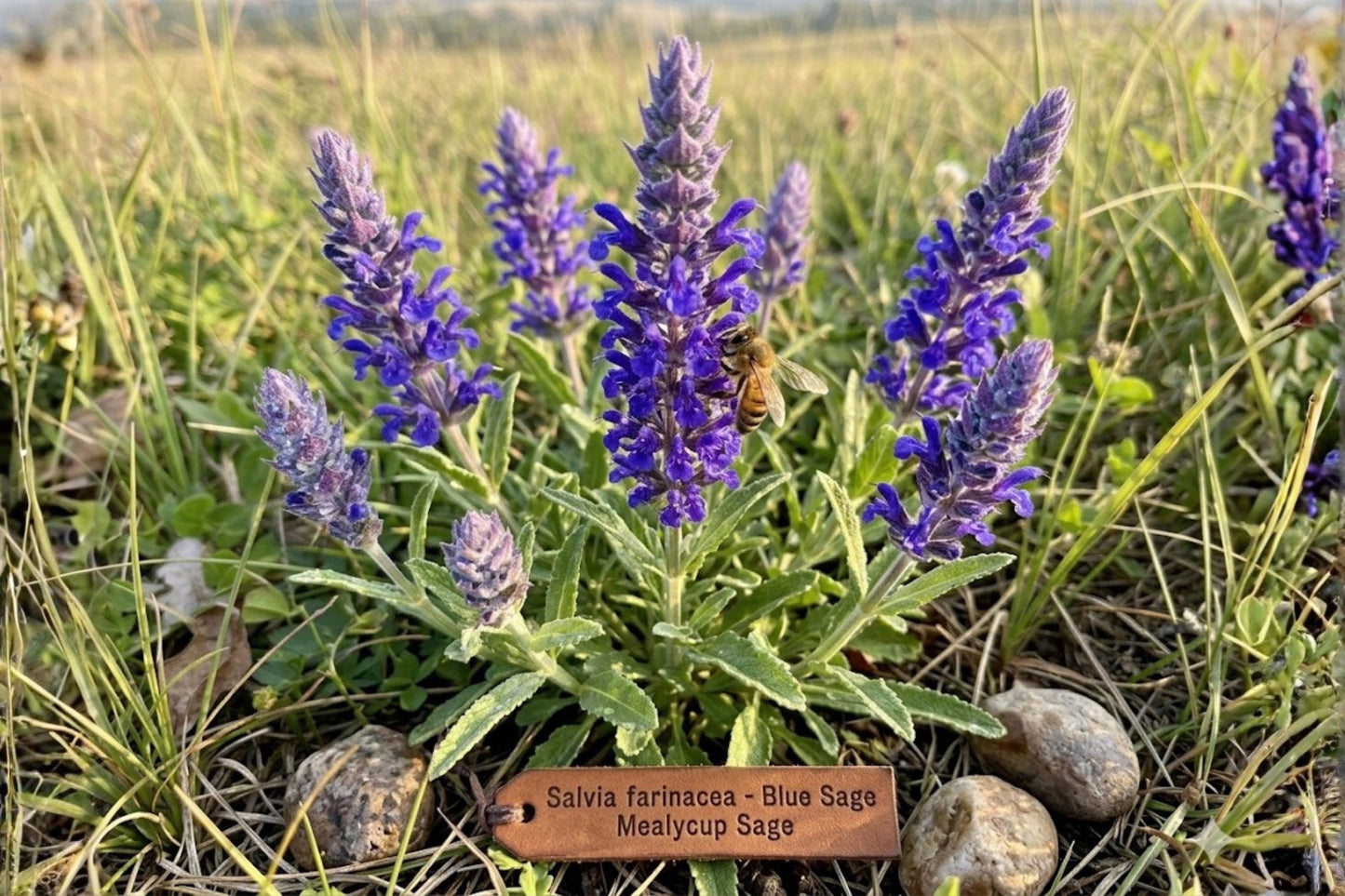 Blue Sage Seeds (Salvia farinacea) – 100 Pack, Pollinator-Friendly, Easy to Grow, Heat Tolerant, Flowering Border & Container Plant