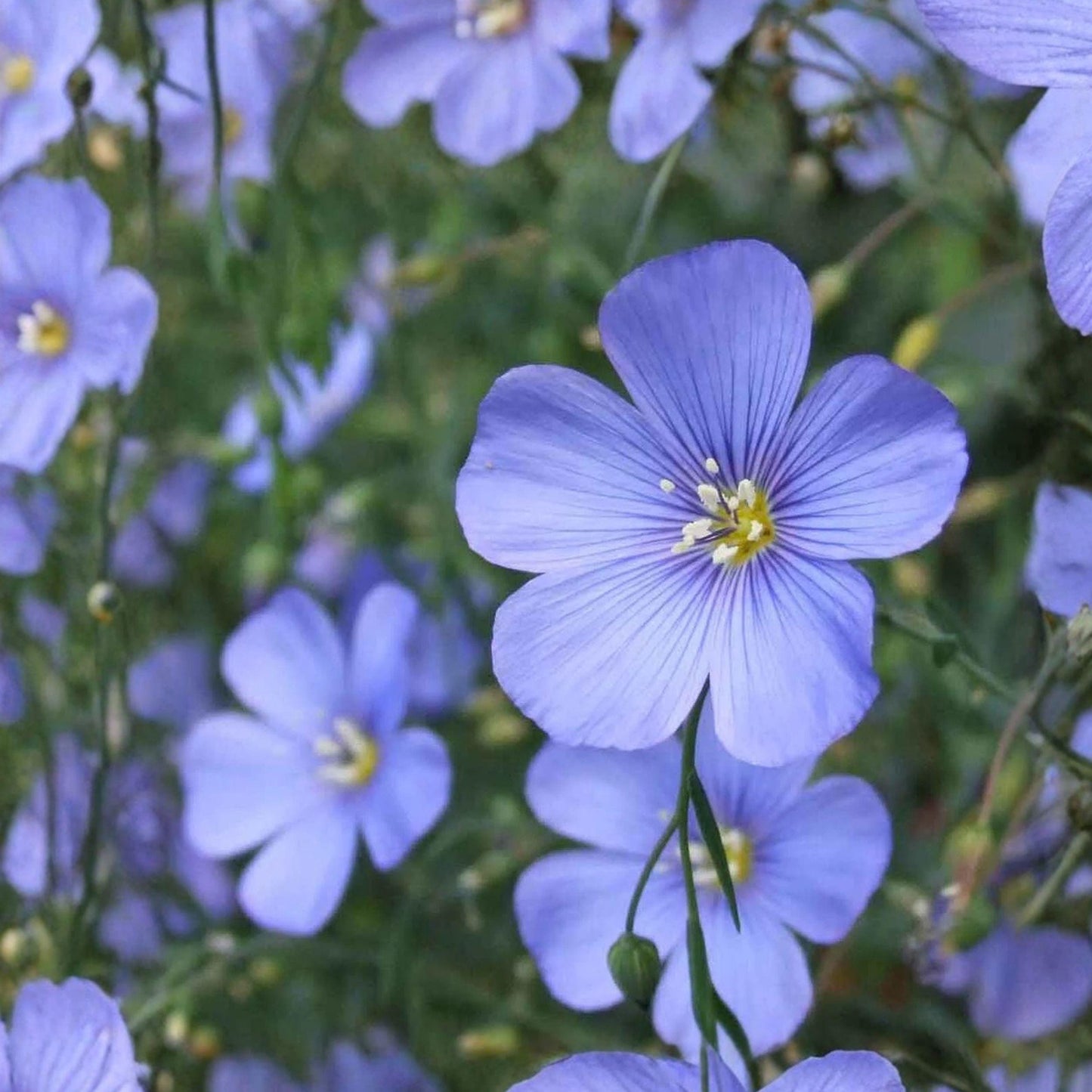 Perennial Blue Flax Seeds, Wildflower Seeds for Pollinator Garden, Linum perenne, 100 Seeds