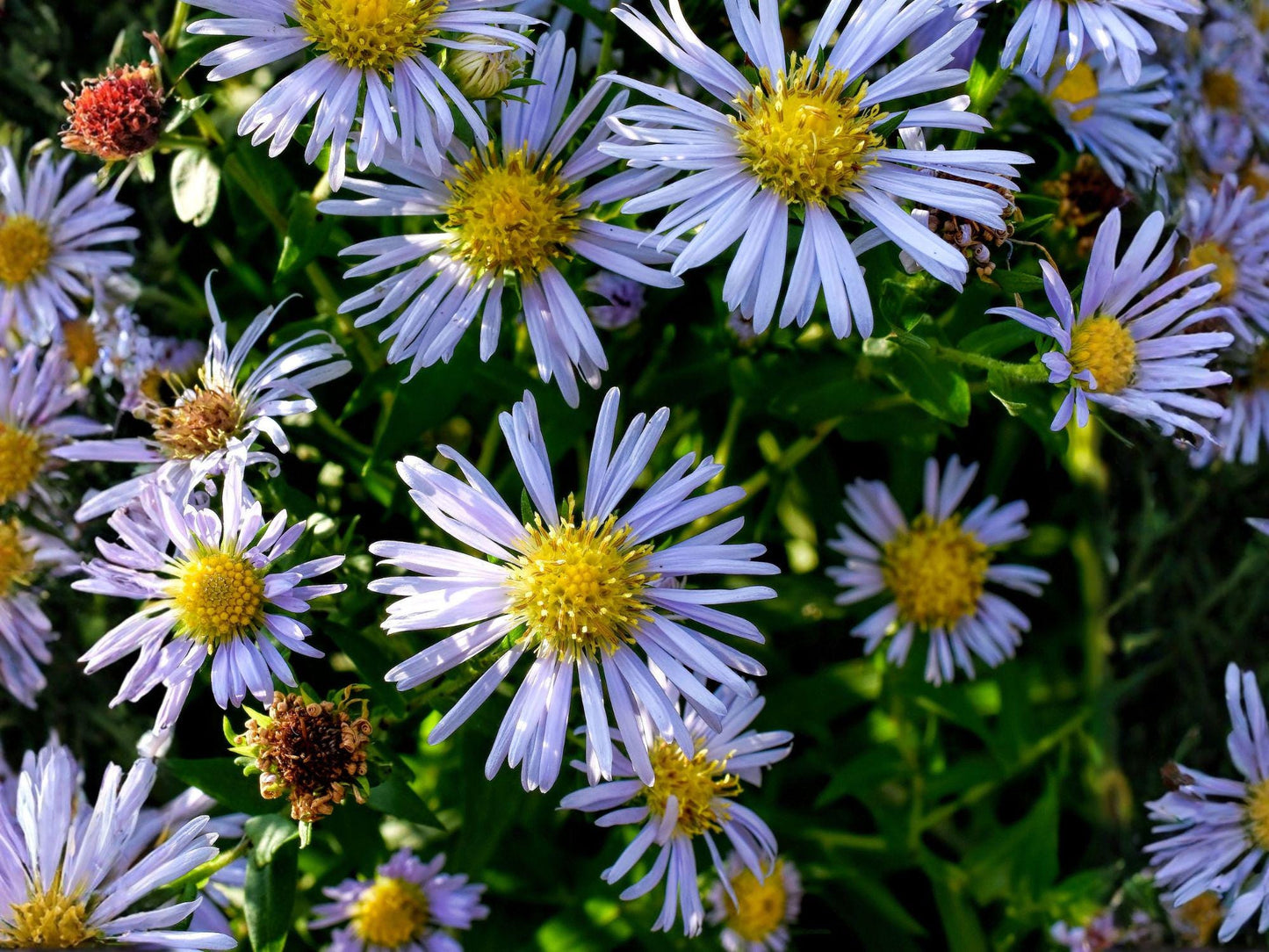 Shining Aster Seeds – Symphyotrichum firmum Wildflower, Heirloom, Non-GMO, Pollinator-Friendly Garden Seeds