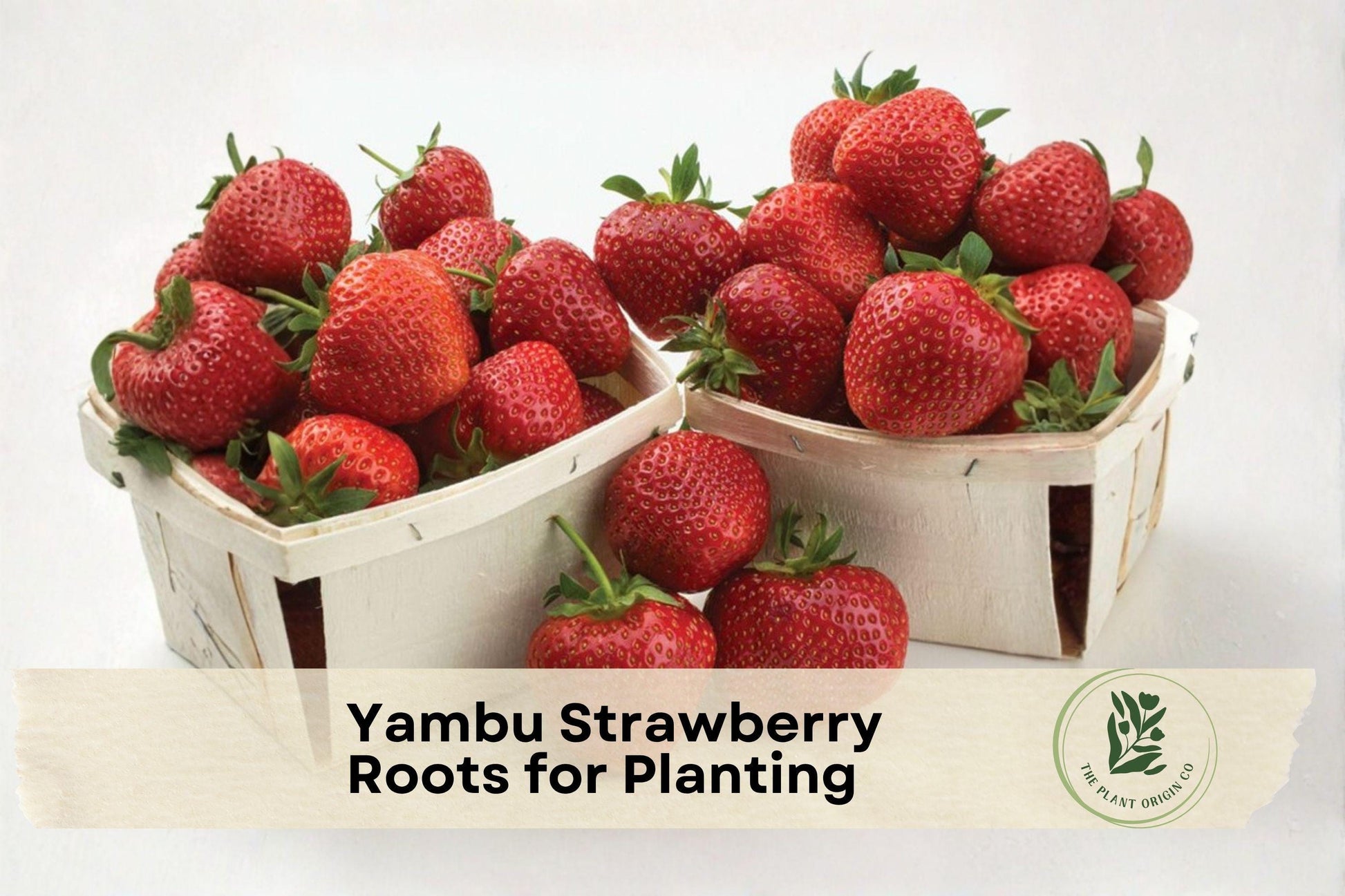 Yambu Strawberry Bare Roots – Live Fragaria × ananassa Fruit Plant for Garden, Container, Outdoor Growing