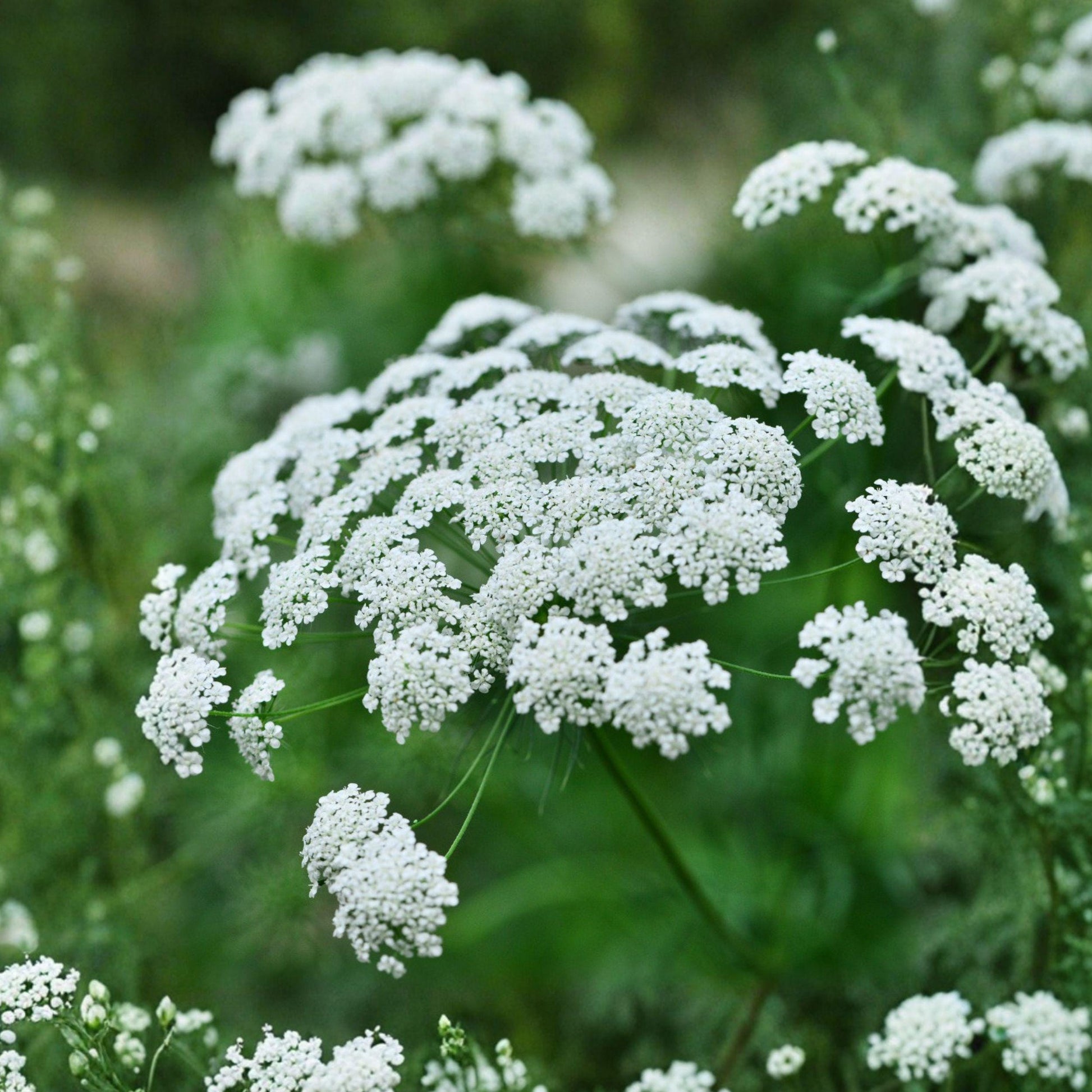 Bishop's Flower Seeds, Ammi majus, White Wildflower, Pollinator Garden, 100 Seeds
