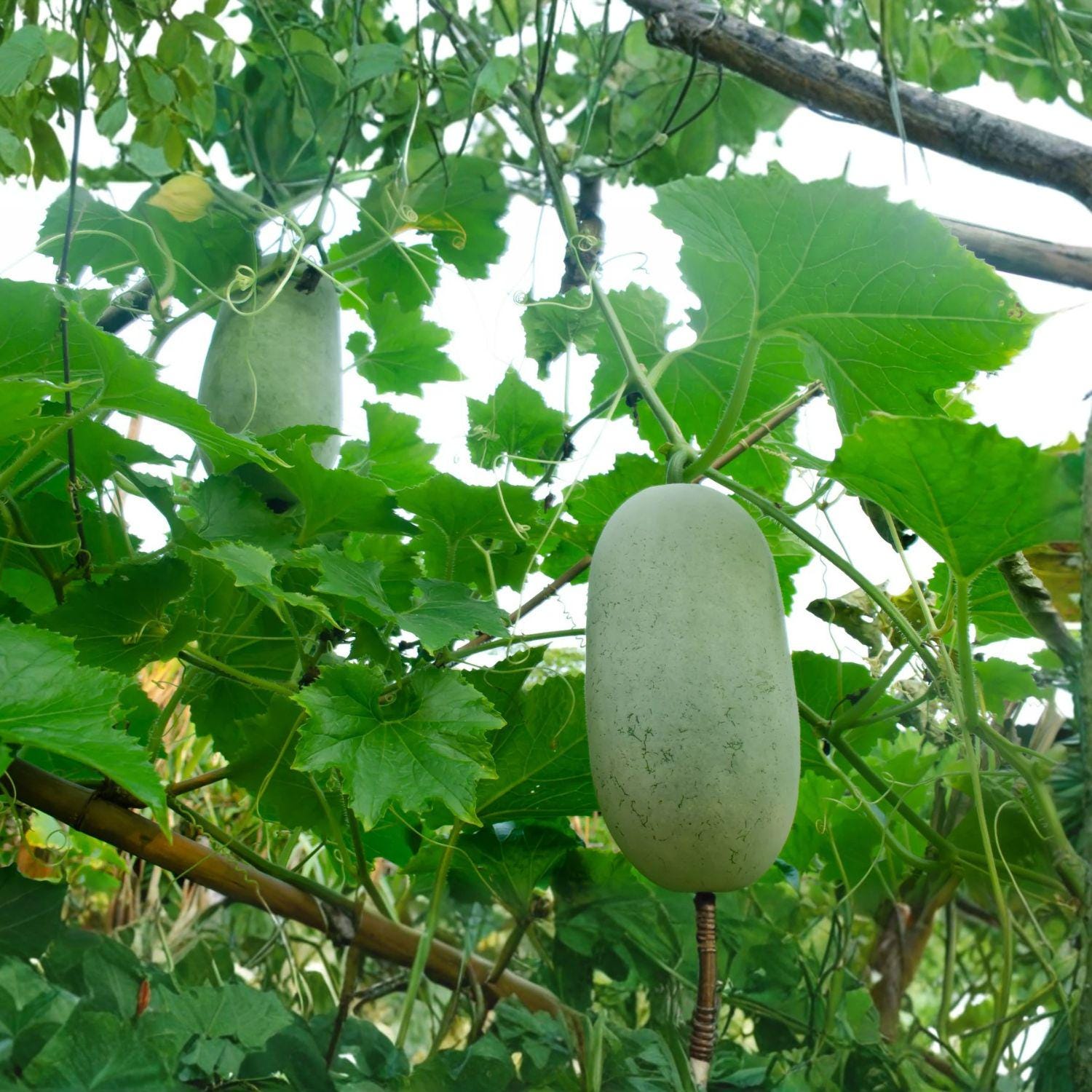 Wax Gourd Seeds 10 Benincasa hispida Winter Melon Vine Vegetable Garden Plant, Asian Cuisine