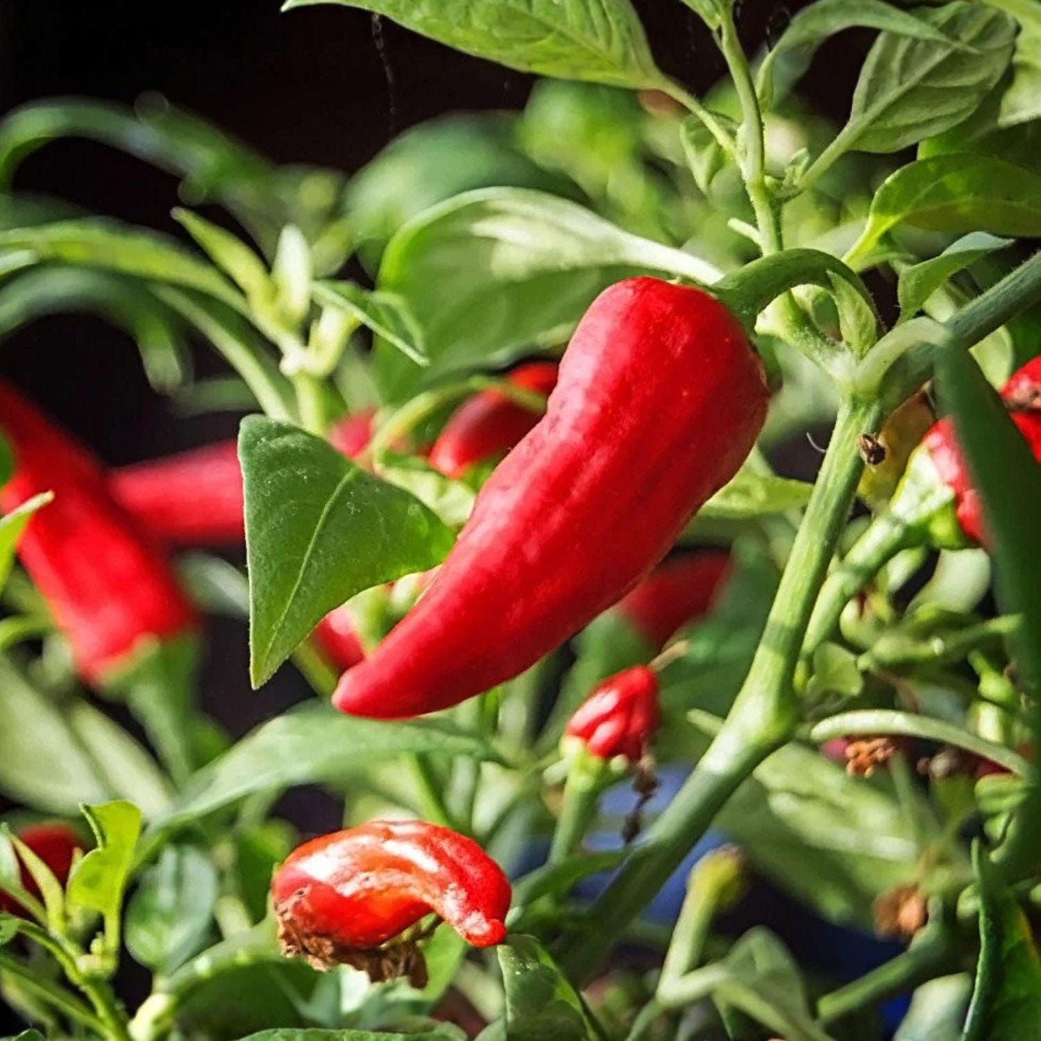 Fresno Chili Pepper Seeds, Capsicum annuum, Medium-Hot Red Peppers, Vegetable Garden Plant, 25 Seeds