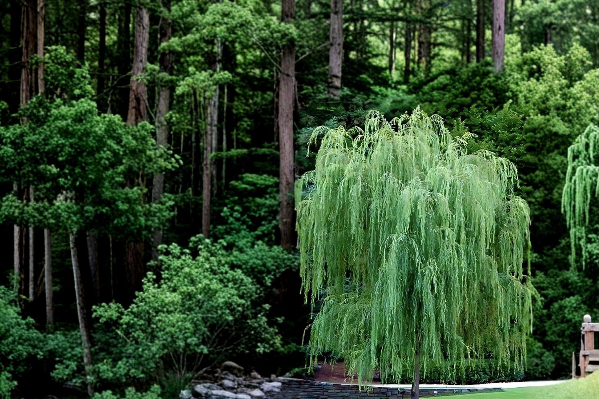 Weeping Willow Live Plant 2-3 ft Bare Root Salix babylonica Ornamental Tree for Landscaping