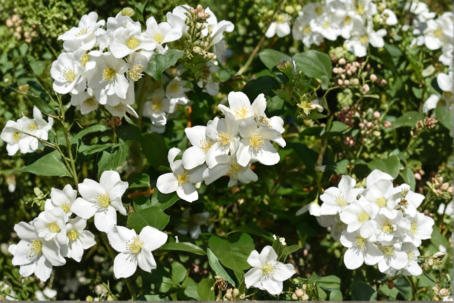 Mock Orange Shrubs 12-18" Tall, Fragrant White Blooms, Philadelphus coronarius, Ornamental Garden Plants