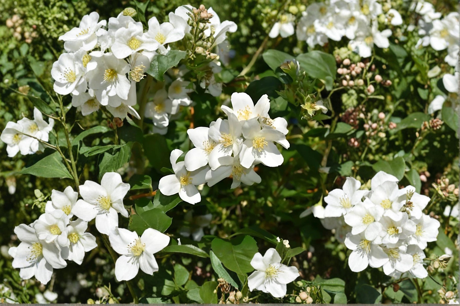 Mock Orange Shrubs 12-18" Tall, Fragrant White Blooms, Philadelphus coronarius, Ornamental Garden Plants