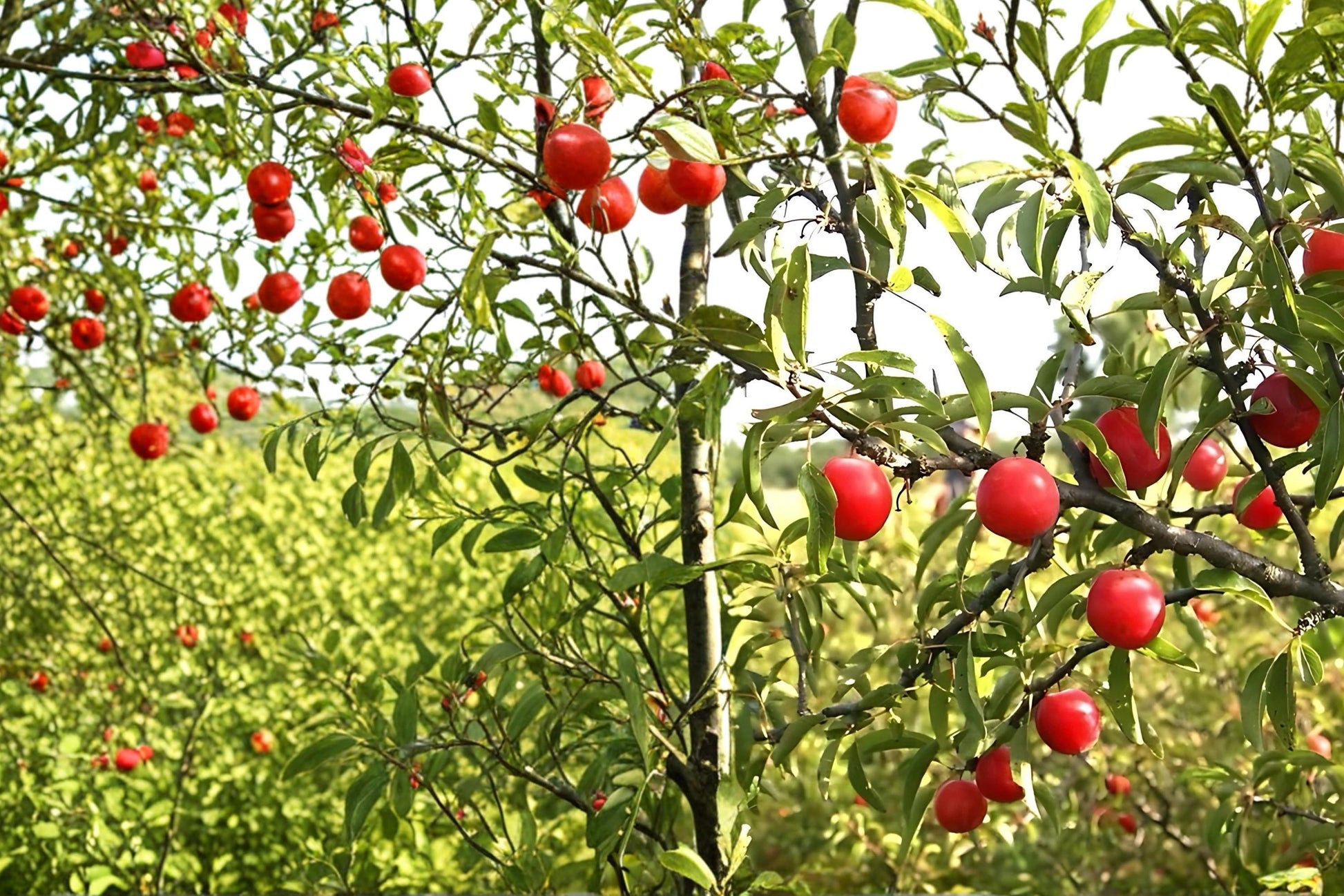Chickasaw Plum Live Plants 2ft Bare Root Prunus angustifolia Fruit Tree for Garden, Wildlife & Edible Landscape