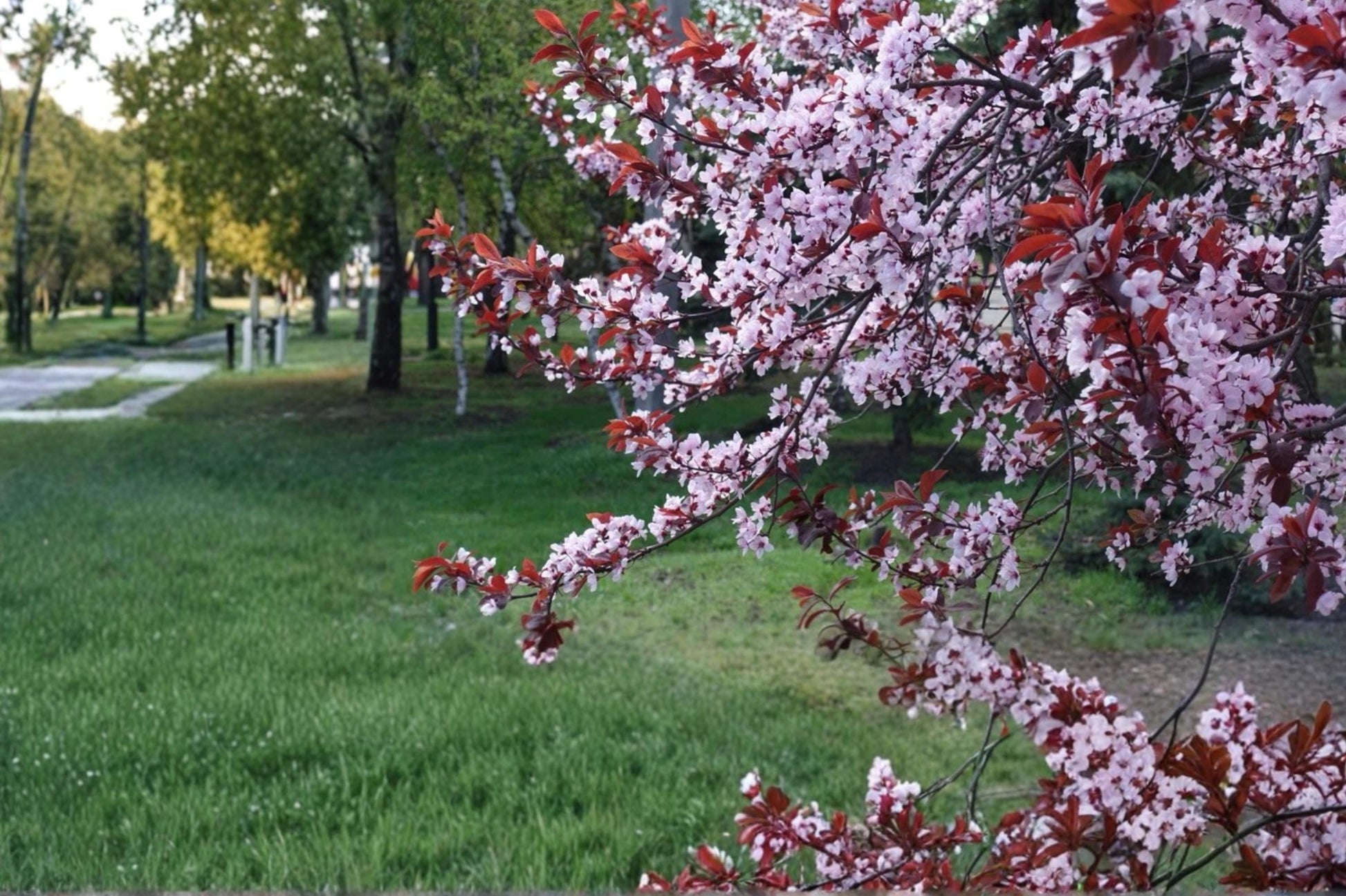 Purple Leaf Plum Live Plant, 2ft Tall, Ornamental Tree, Prunus cerasifera 'Cistena', Deciduous with Purple Foliage & Pink Blossoms