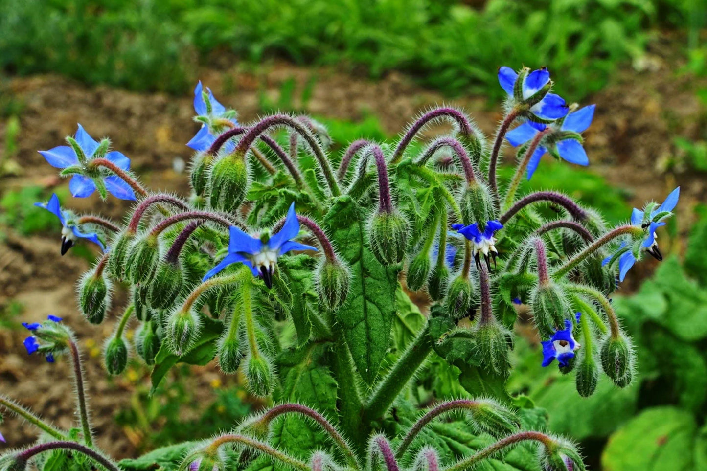 Heirloom Borage Seeds - Edible Blue Flowers, Culinary Herb, Pollinator Friendly Plant - Borago officinalis