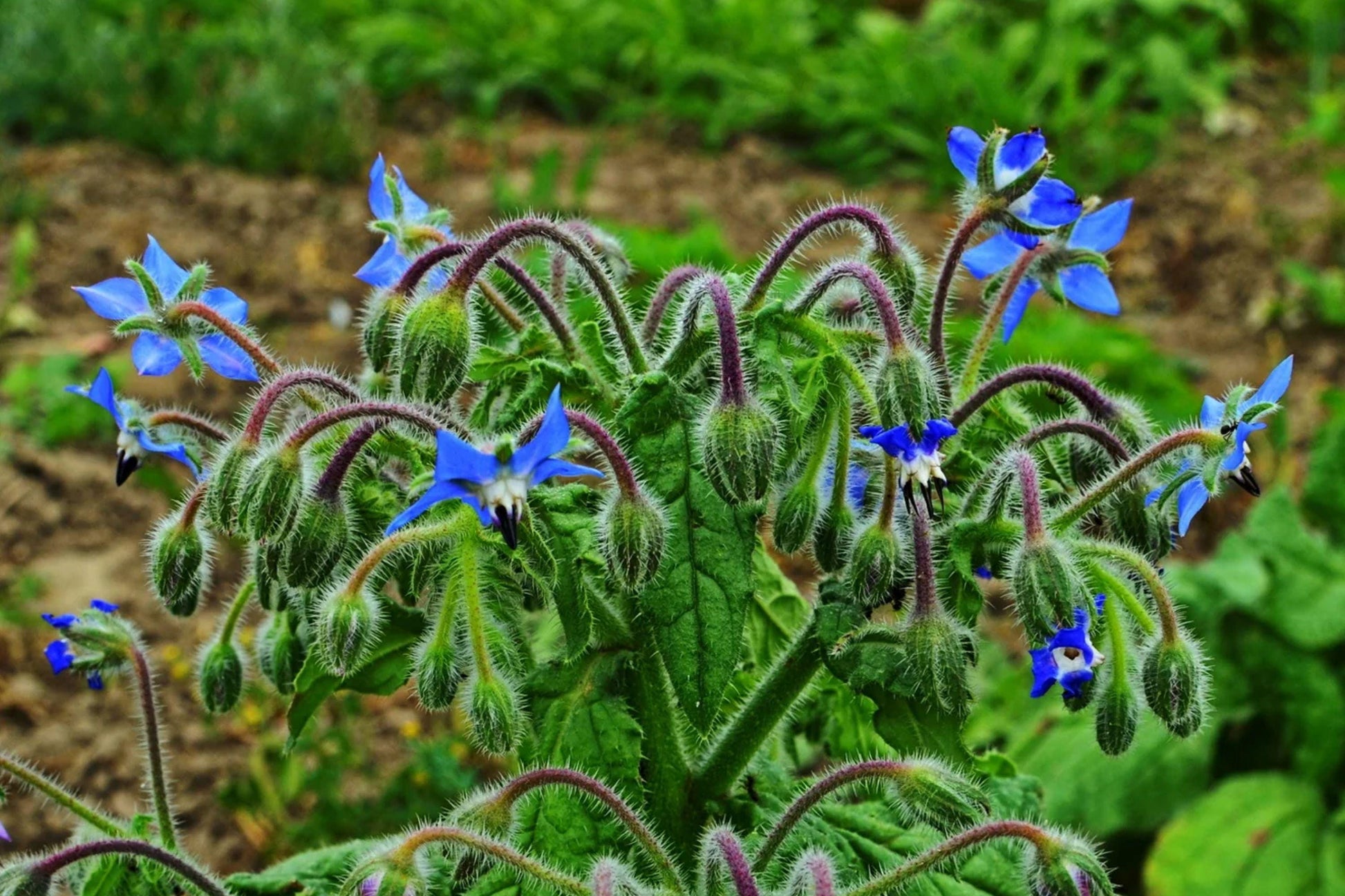 Heirloom Borage Seeds - Edible Blue Flowers, Culinary Herb, Pollinator Friendly Plant - Borago officinalis