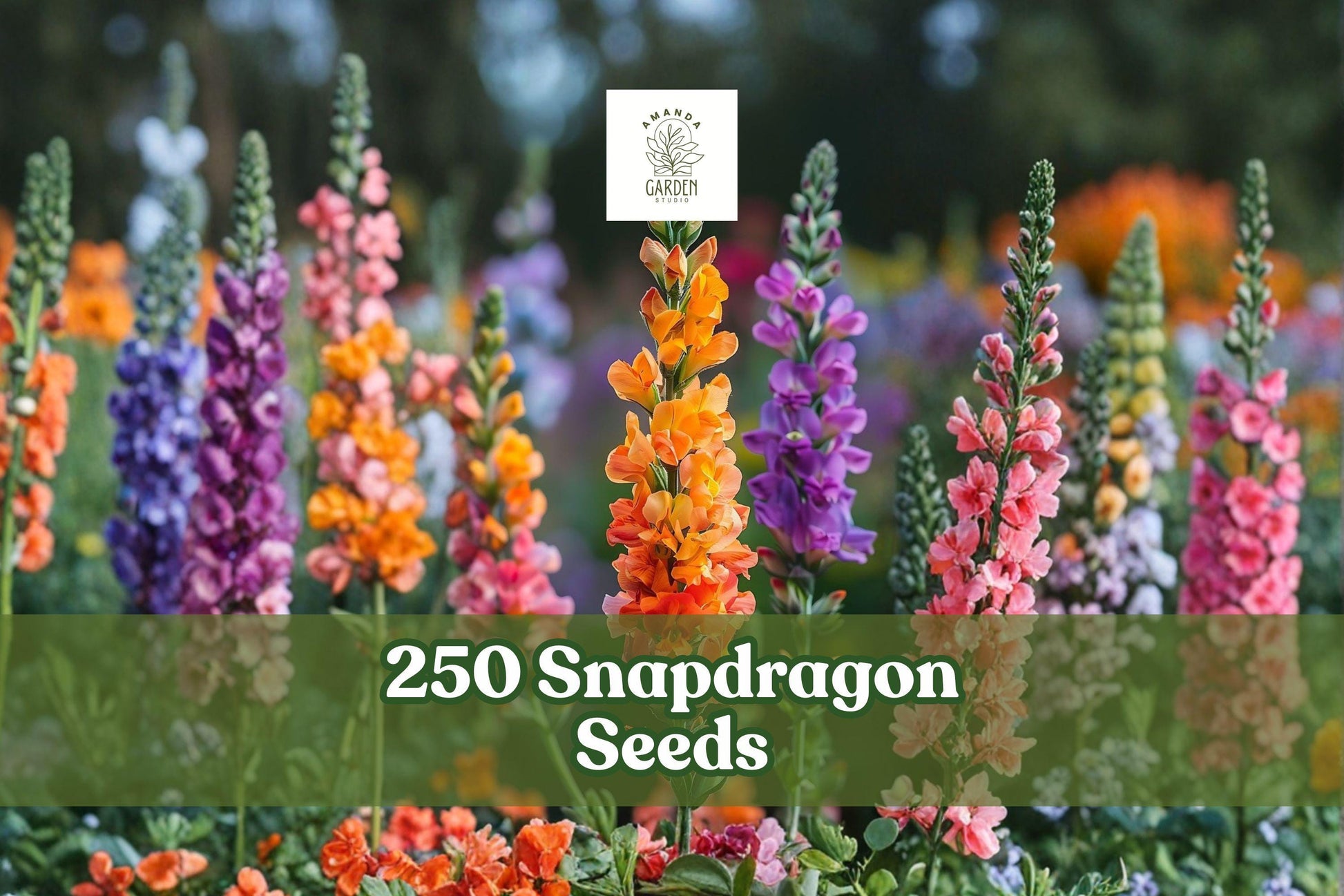 250+ Snapdragon Seeds Antirrhinum majus Mixed Color Flowers for Garden, Border & Pollinator Plants