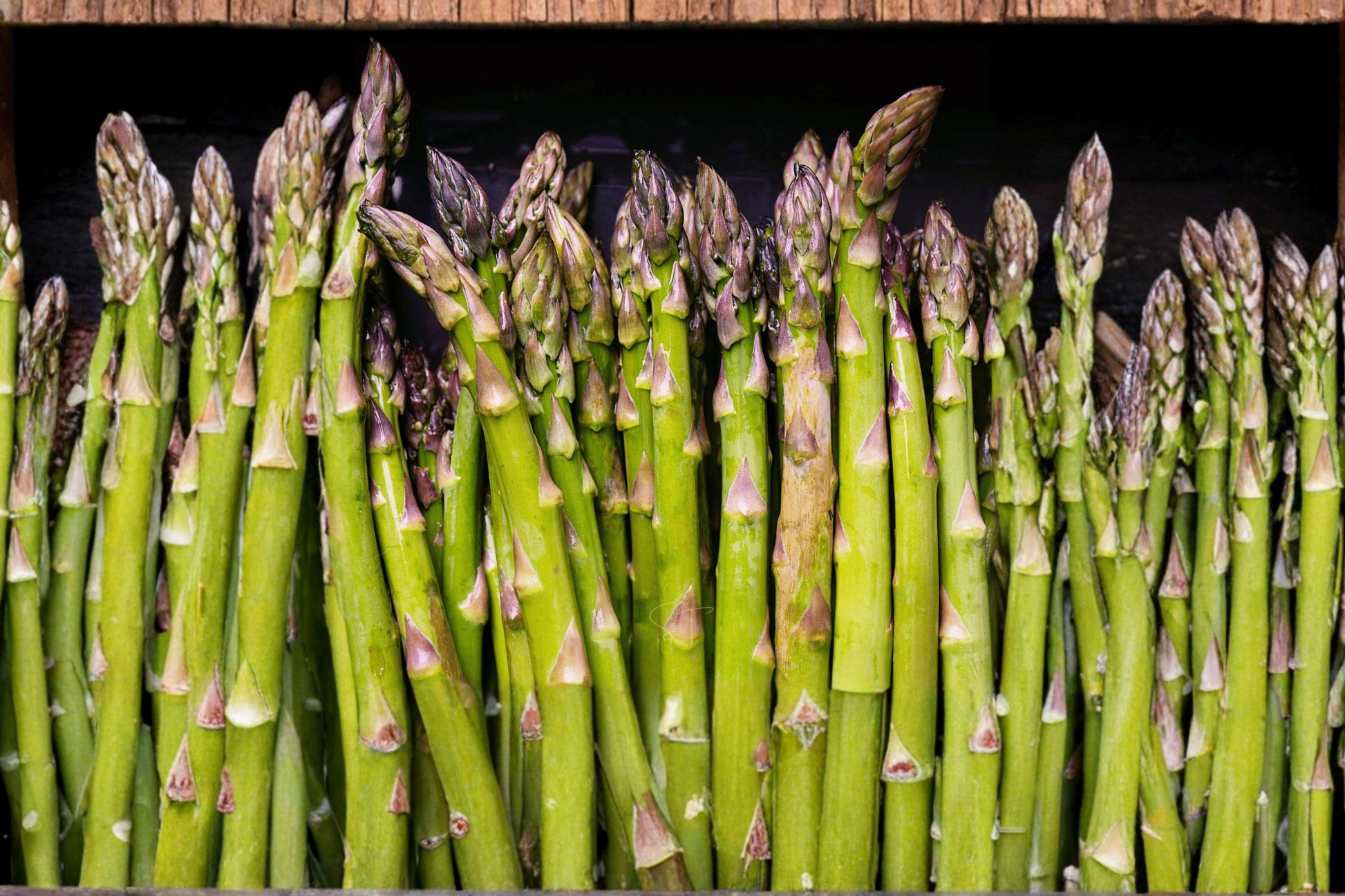 Heirloom Organic Asparagus Seeds UC72 Mary’s Granddaughter Perennial Vegetable Non-GMO