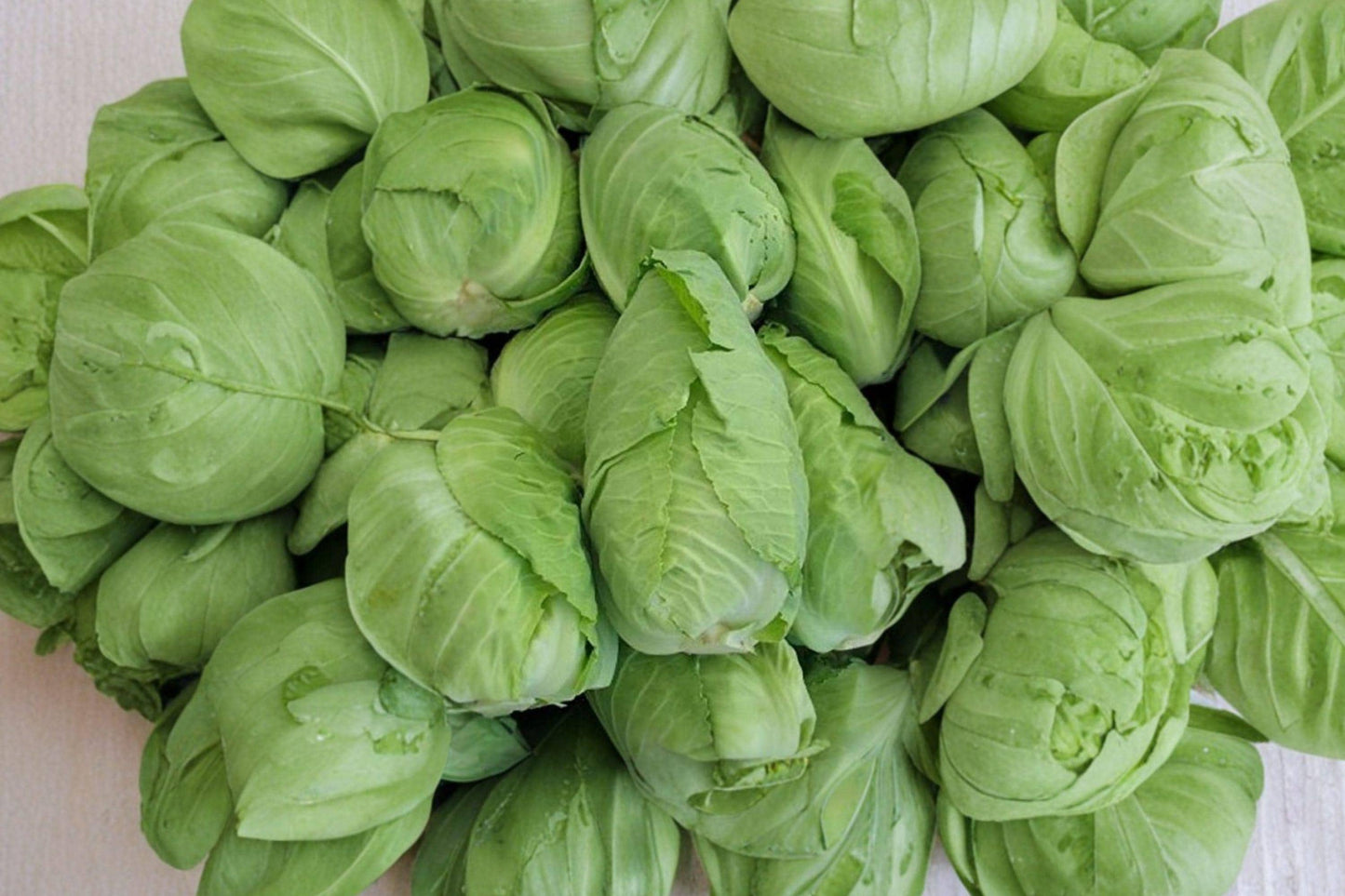 Heirloom Charleston Wakefield Cabbage Seeds - Non-GMO, Early Maturity, Vegetable Garden Planting