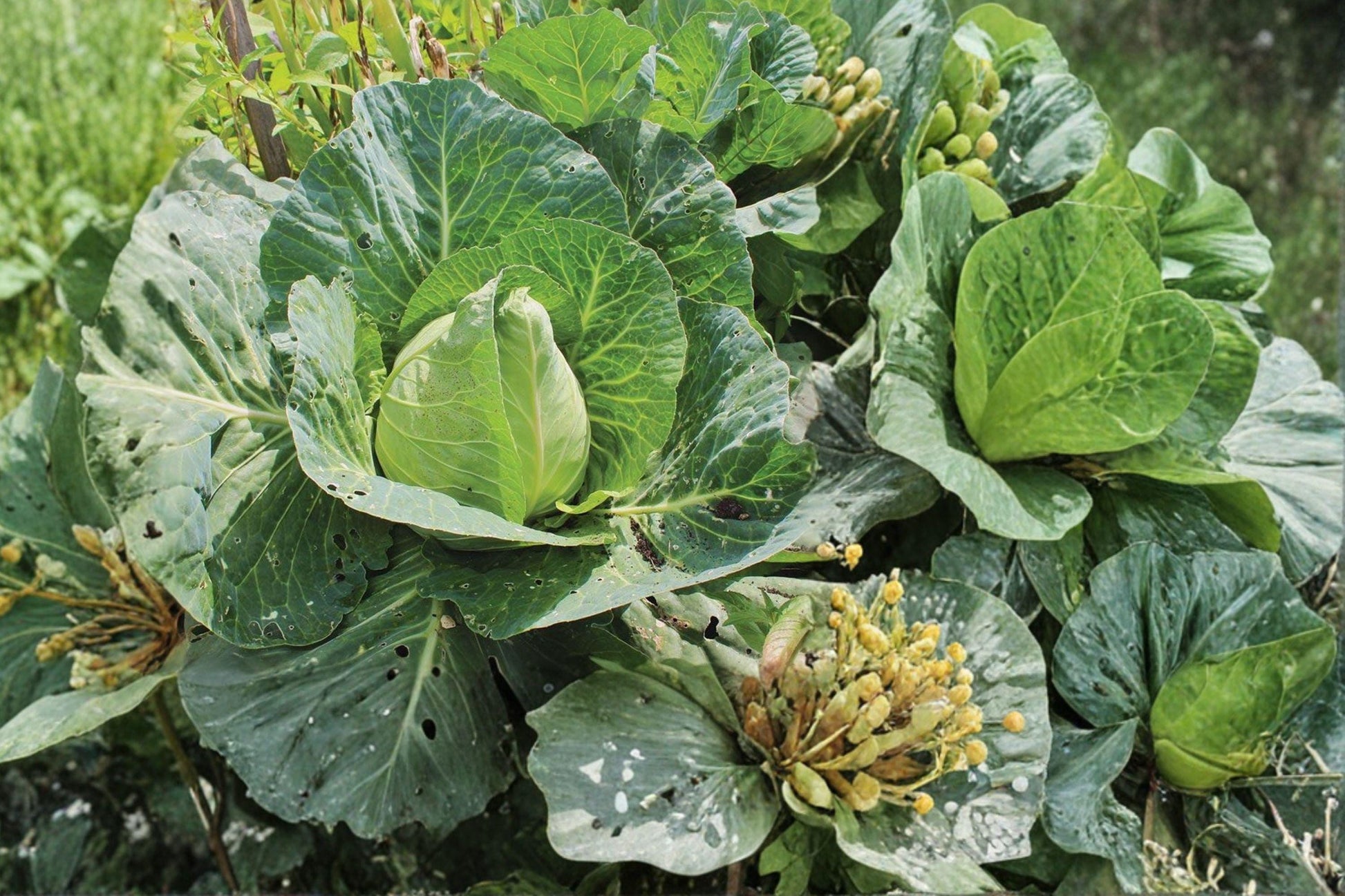 Heirloom Cabbage Seeds, Early Jersey Wakefield, Non-GMO, High Yield, Compact Head, Brassica oleracea