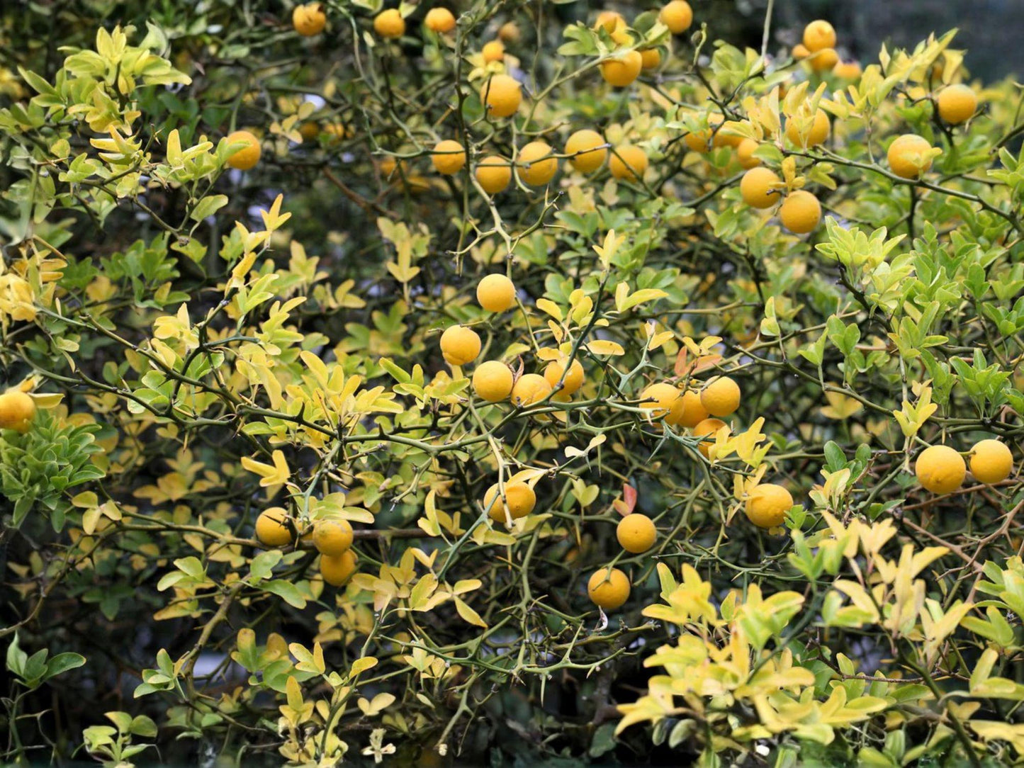 Hardy Orange Seedlings – 5 Bare Root Citrus trifoliata Fruit Tree, Ornamental Shrub, Cold Hardy Citrus Plant