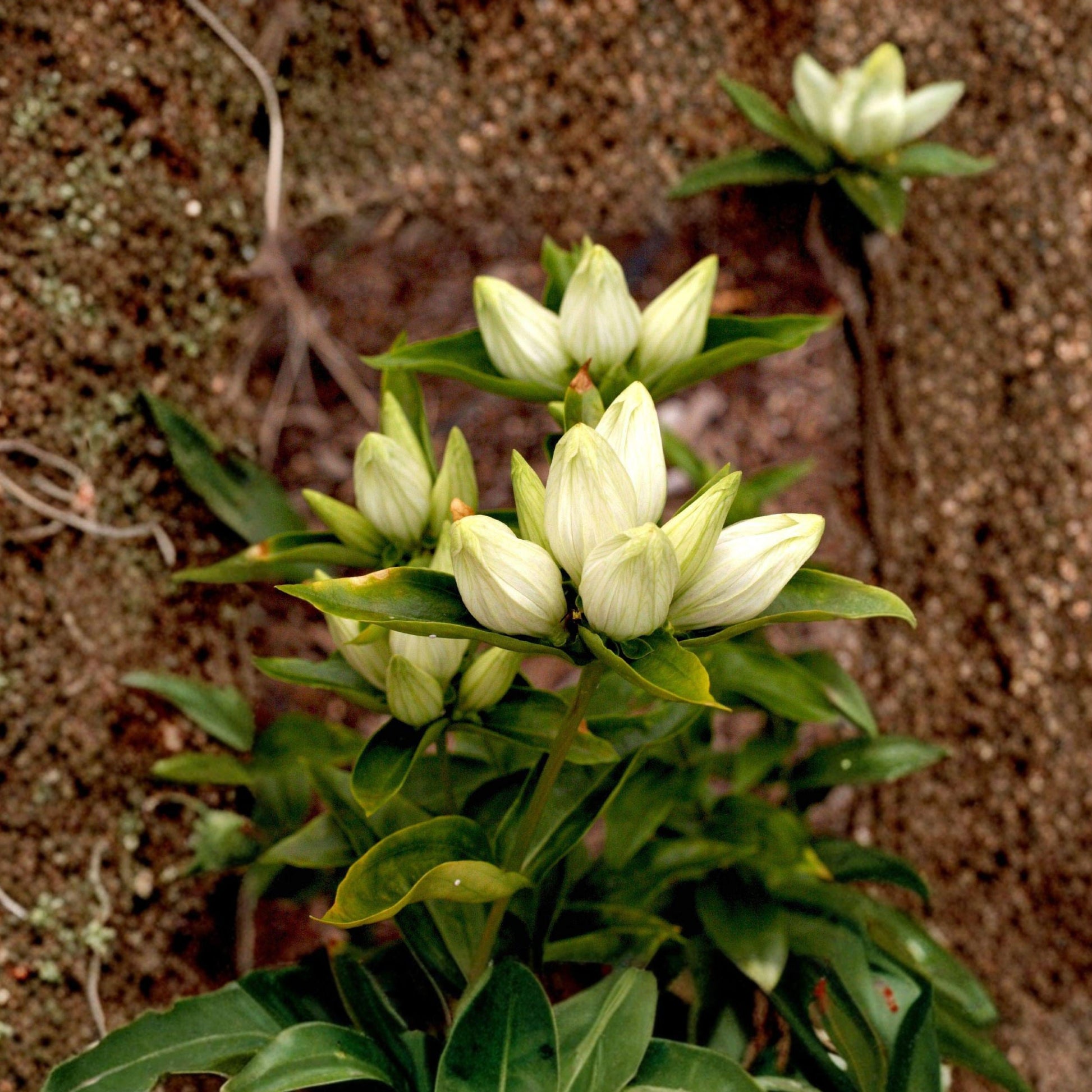 Cream Gentian Seeds 100 Pack | Native Perennial Wildflower | Gentiana flavida | Pollinator Garden Plant