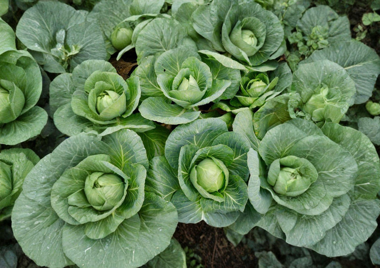 All Seasons Cabbage Seeds Pack of 500+ Heirloom Non-GMO Brassica oleracea Culinary Vegetable