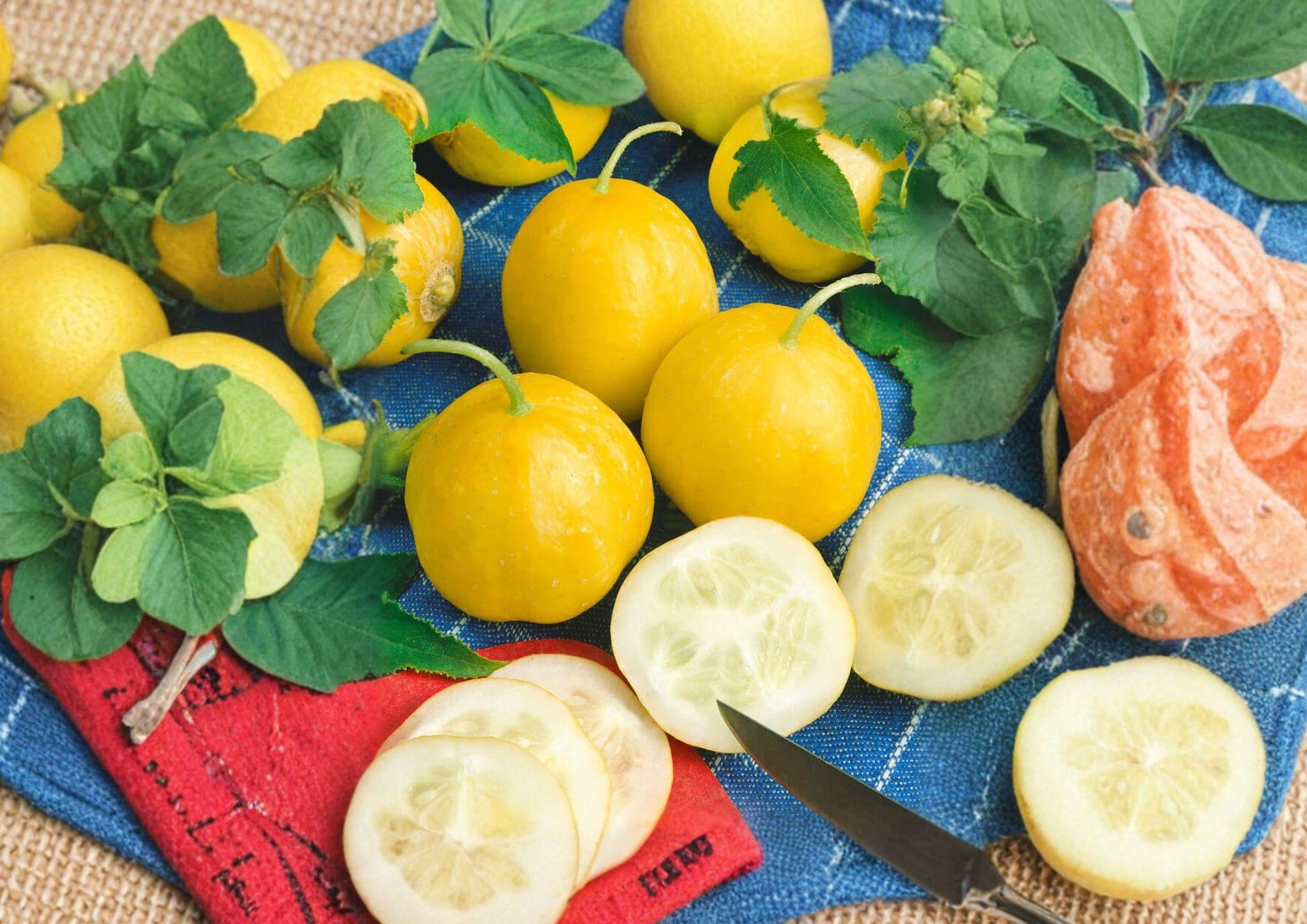 Lemon Cucumber Seeds Heirloom Non-GMO Round Yellow Vegetable for Pickling, Cucumis sativus
